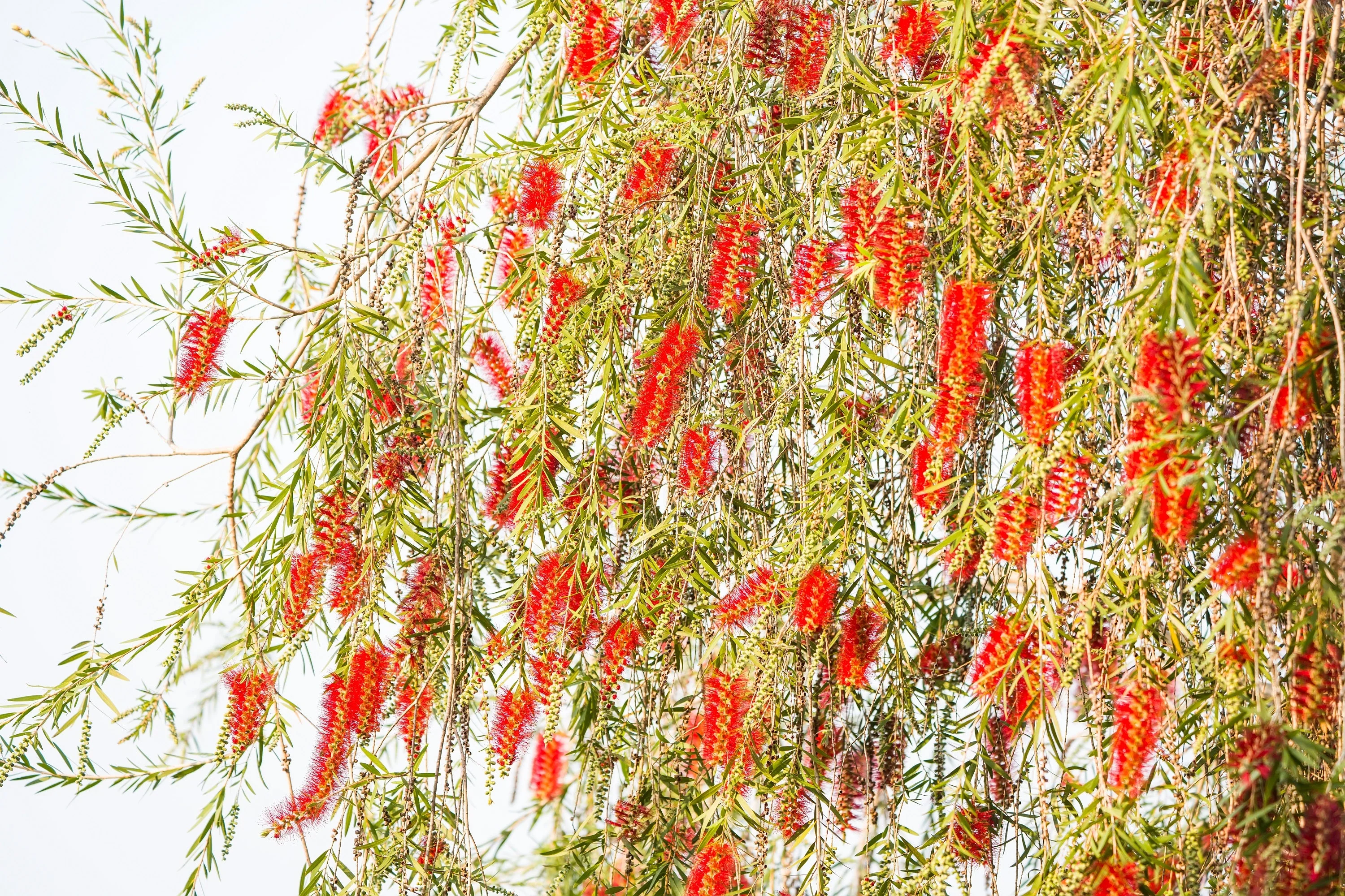 40 CRIMSON BOTTLEBRUSH Callistemon Citrinus Flowering Shrub Bush Small Tree Seeds - Image 8