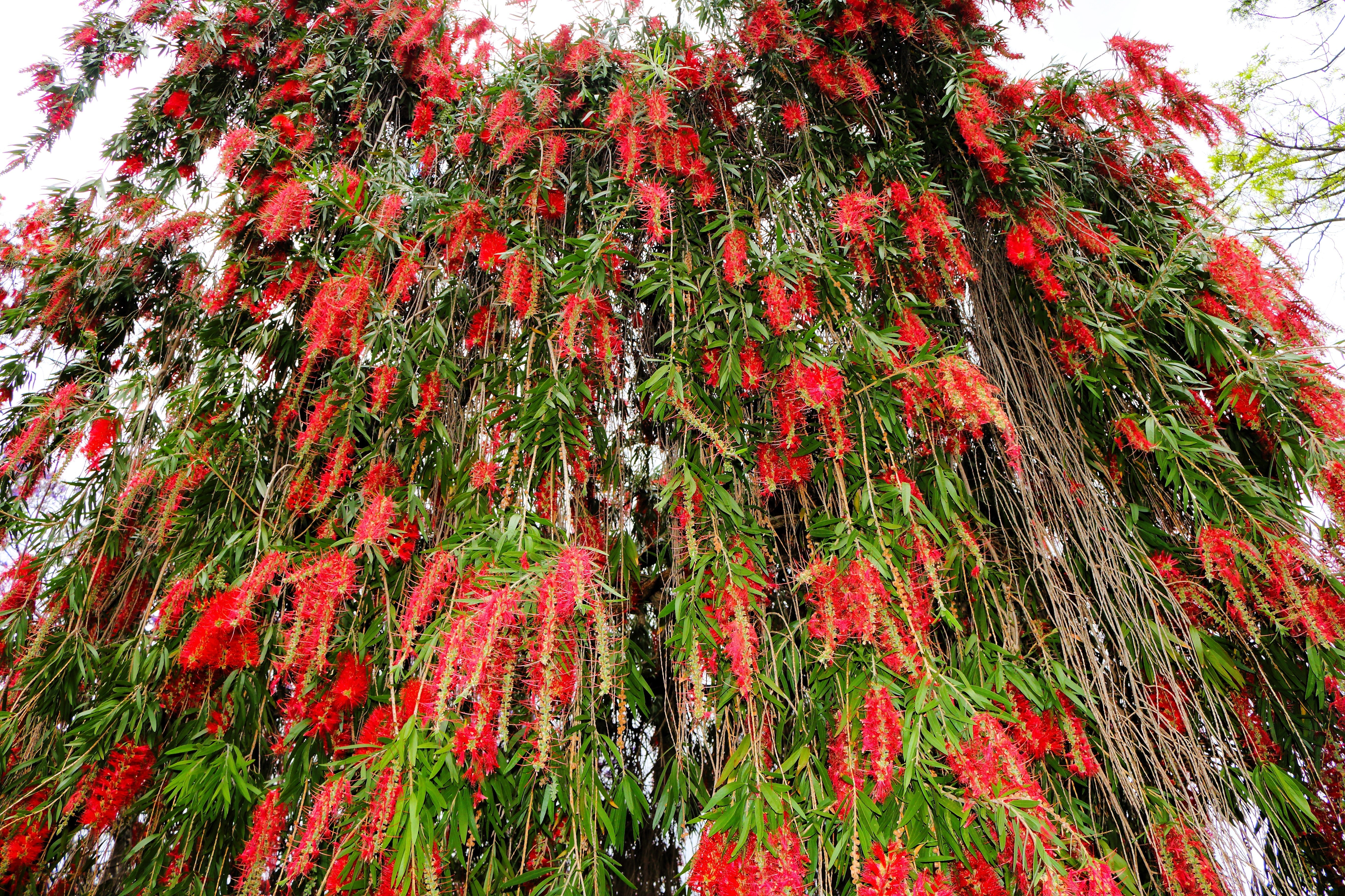 40 CRIMSON BOTTLEBRUSH Callistemon Citrinus Flowering Shrub Bush Small Tree Seeds - Image 9