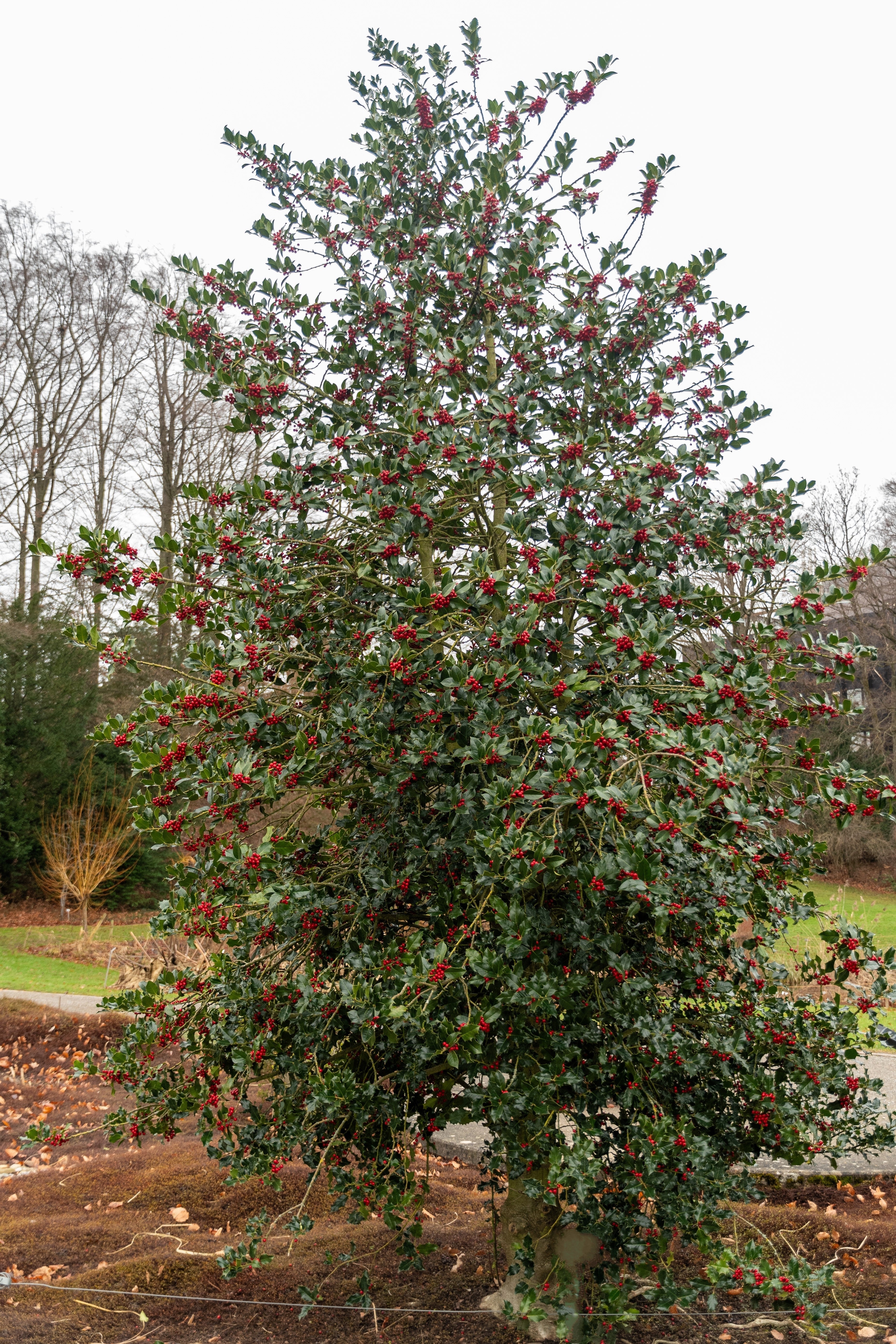 40 ENGLISH HOLLY Ilex Aquifolium aka European Common or Christmas Holly Evergreen Tree Shrub Berry Seeds - Image 10