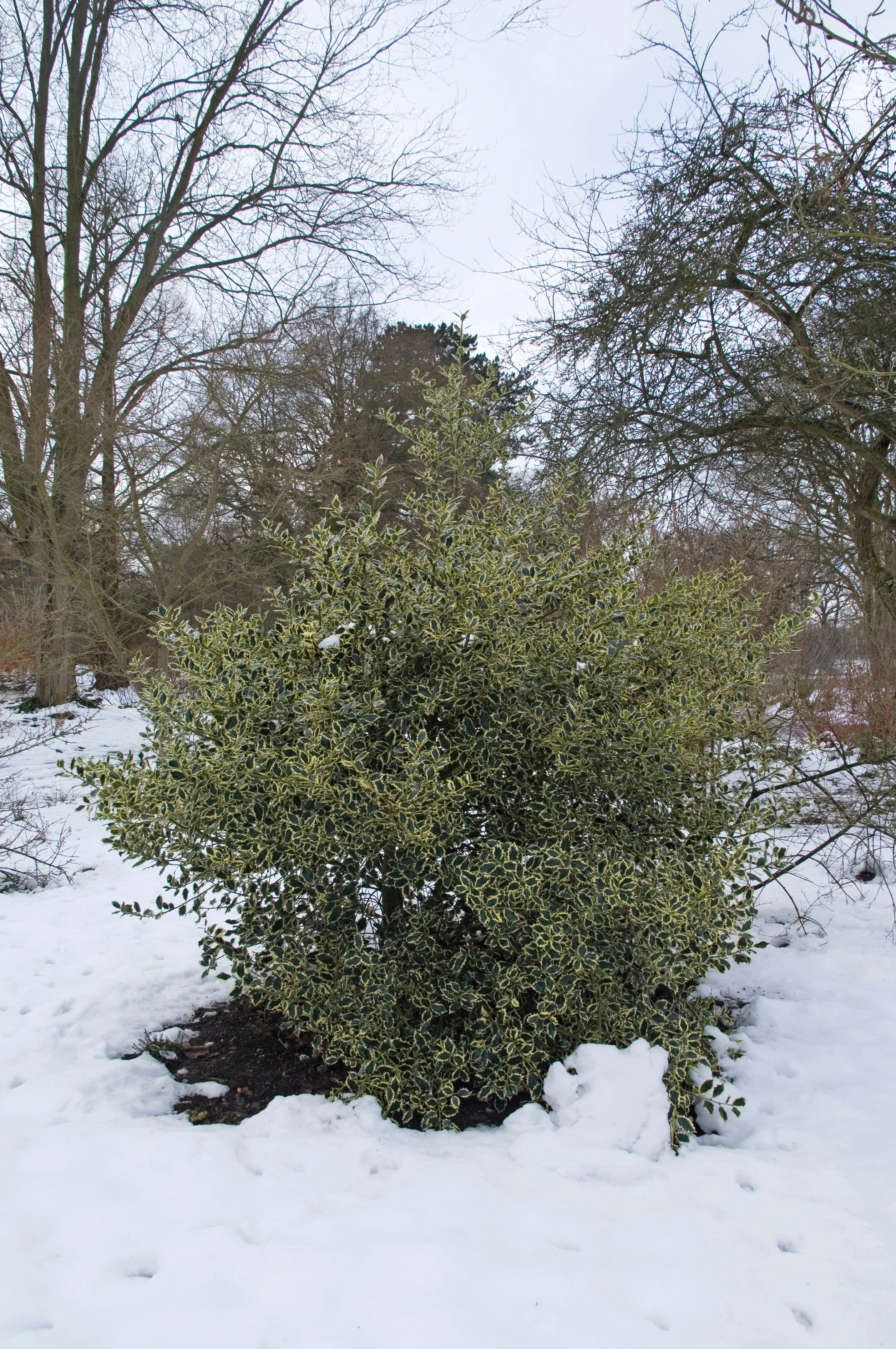 40 ENGLISH HOLLY Ilex Aquifolium aka European Common or Christmas Holly Evergreen Tree Shrub Berry Seeds - Image 11