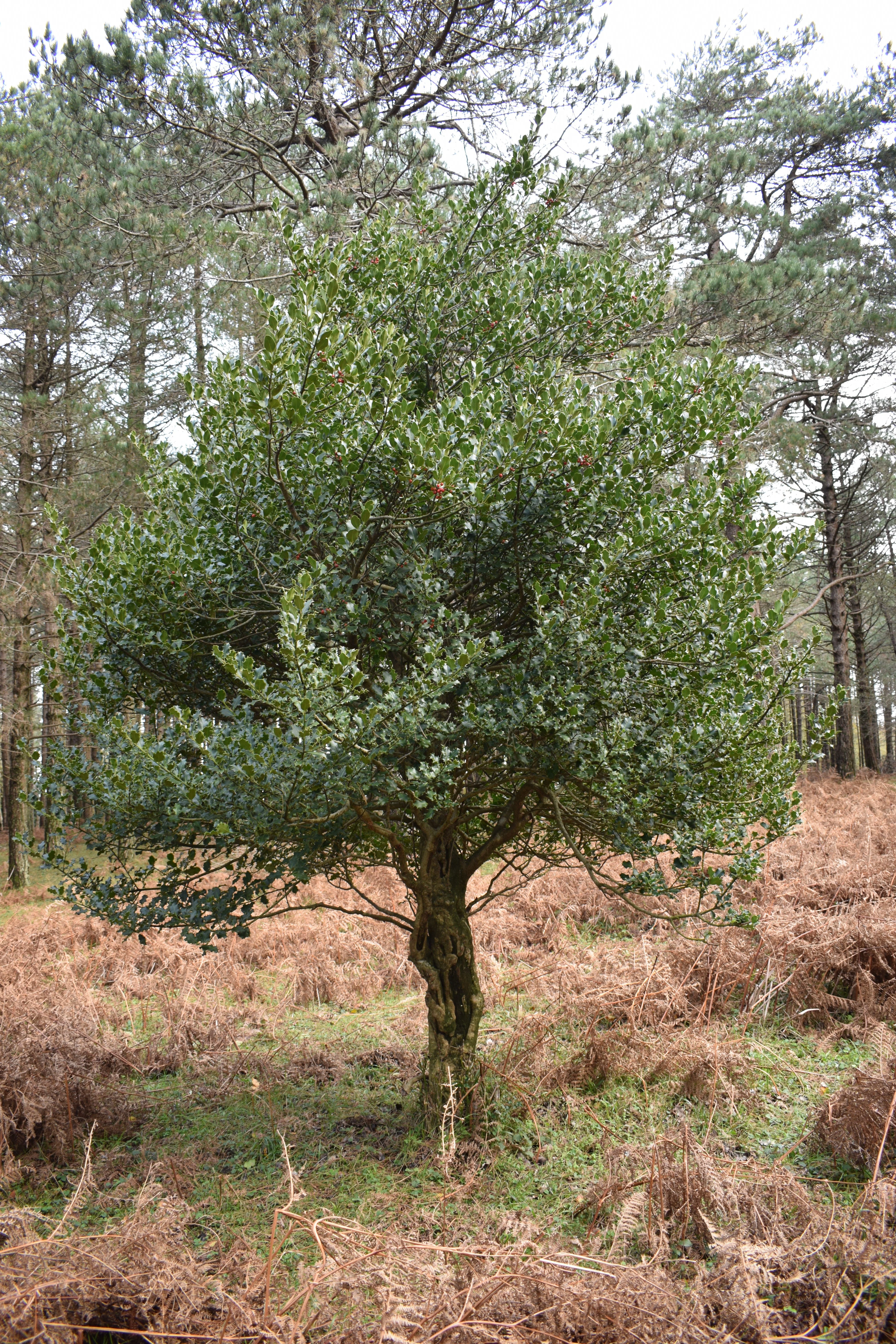 40 ENGLISH HOLLY Ilex Aquifolium aka European Common or Christmas Holly Evergreen Tree Shrub Berry Seeds - Image 12