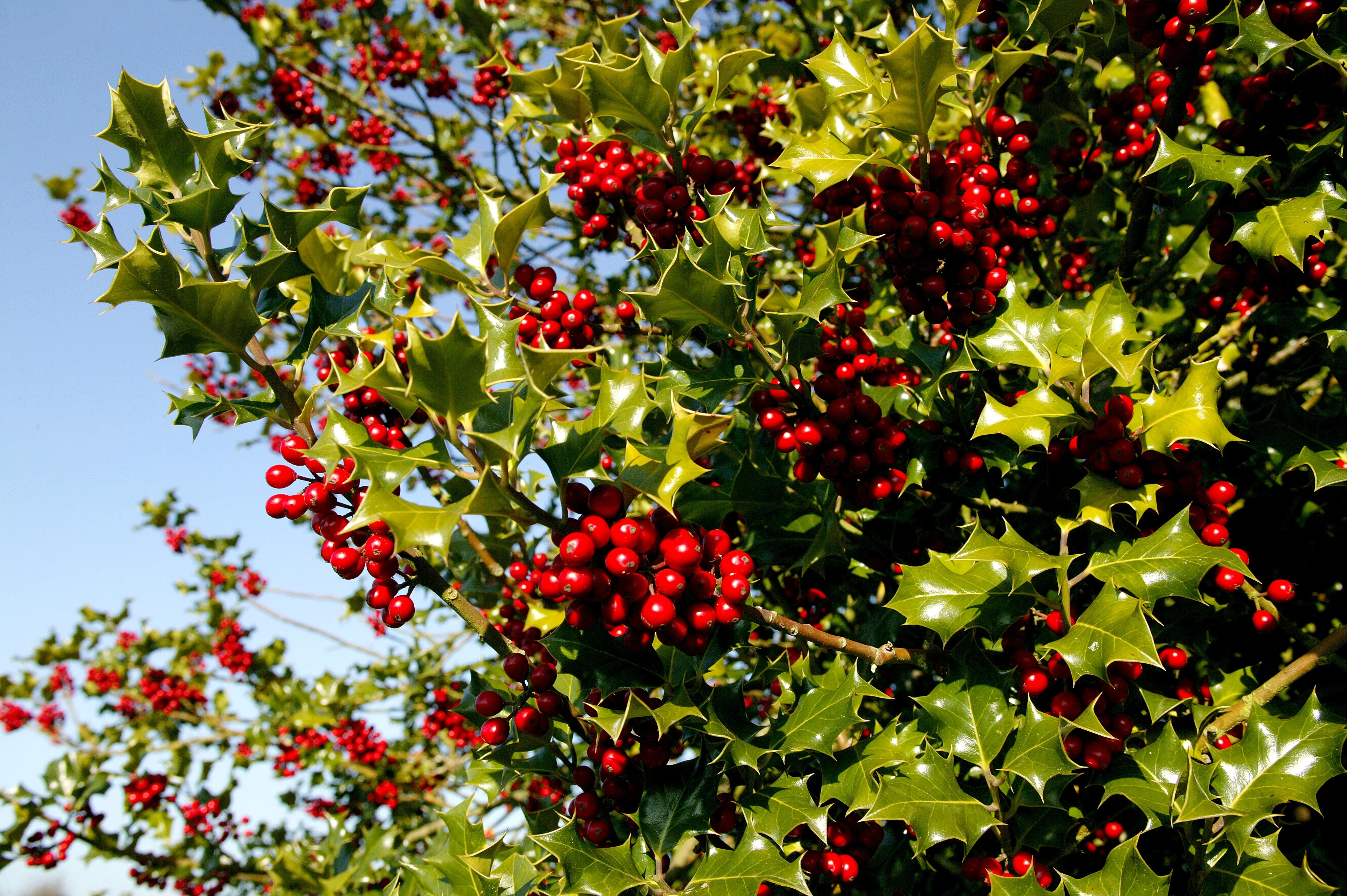 40 ENGLISH HOLLY Ilex Aquifolium aka European Common or Christmas Holly Evergreen Tree Shrub Berry Seeds - Image 2