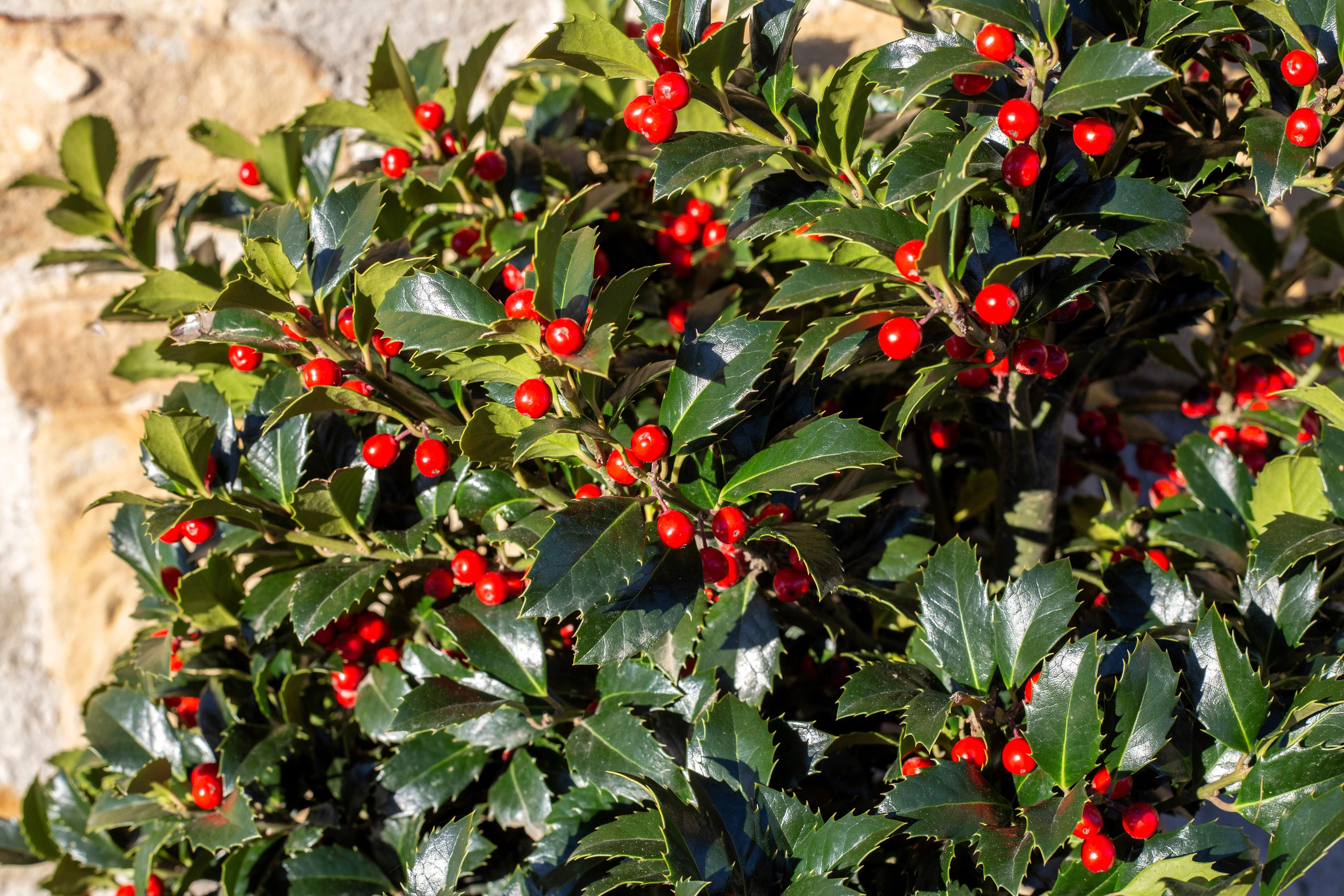 40 ENGLISH HOLLY Ilex Aquifolium aka European Common or Christmas Holly Evergreen Tree Shrub Berry Seeds - Image 3