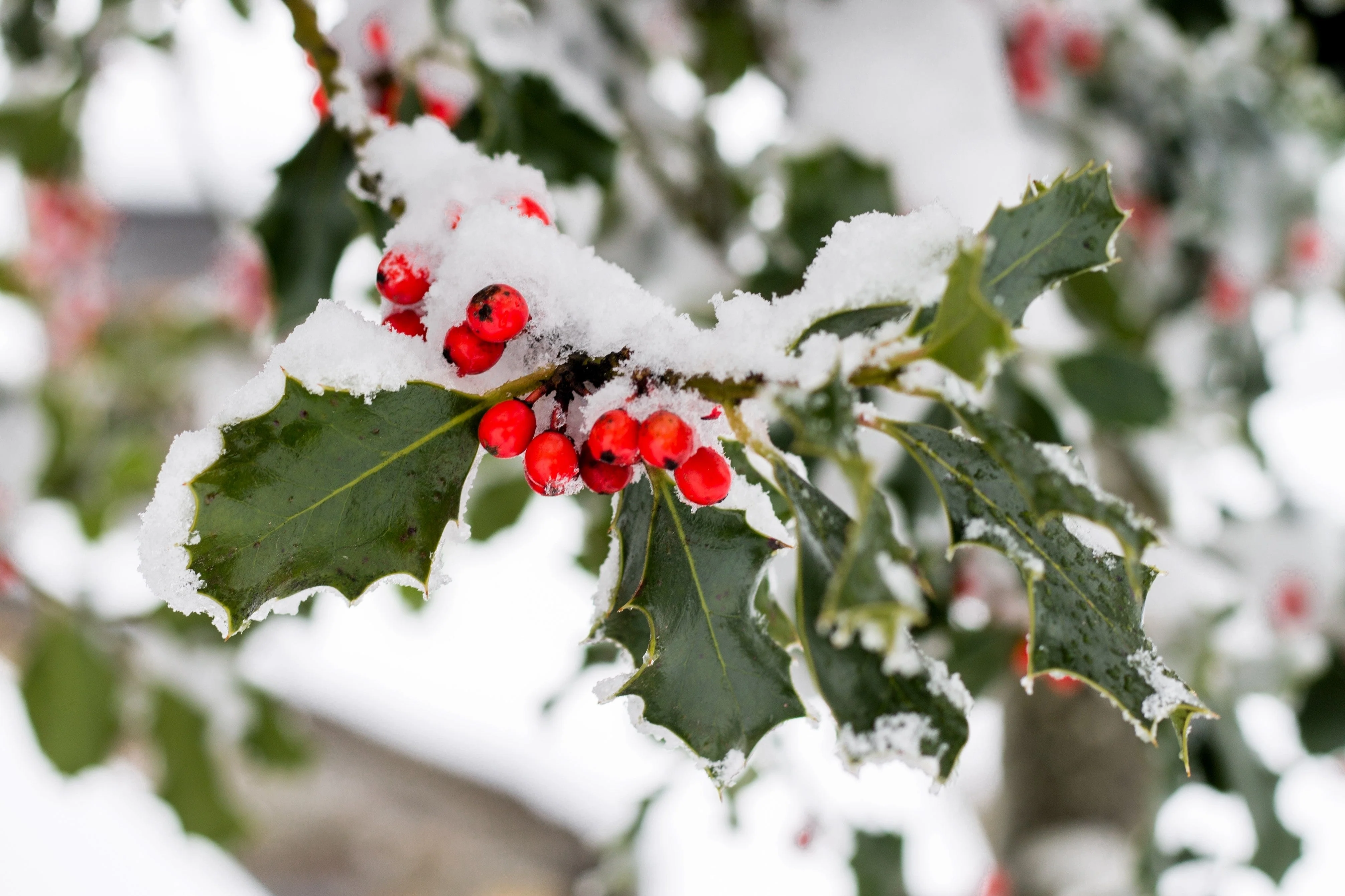 40 ENGLISH HOLLY Ilex Aquifolium aka European Common or Christmas Holly Evergreen Tree Shrub Berry Seeds - Image 5