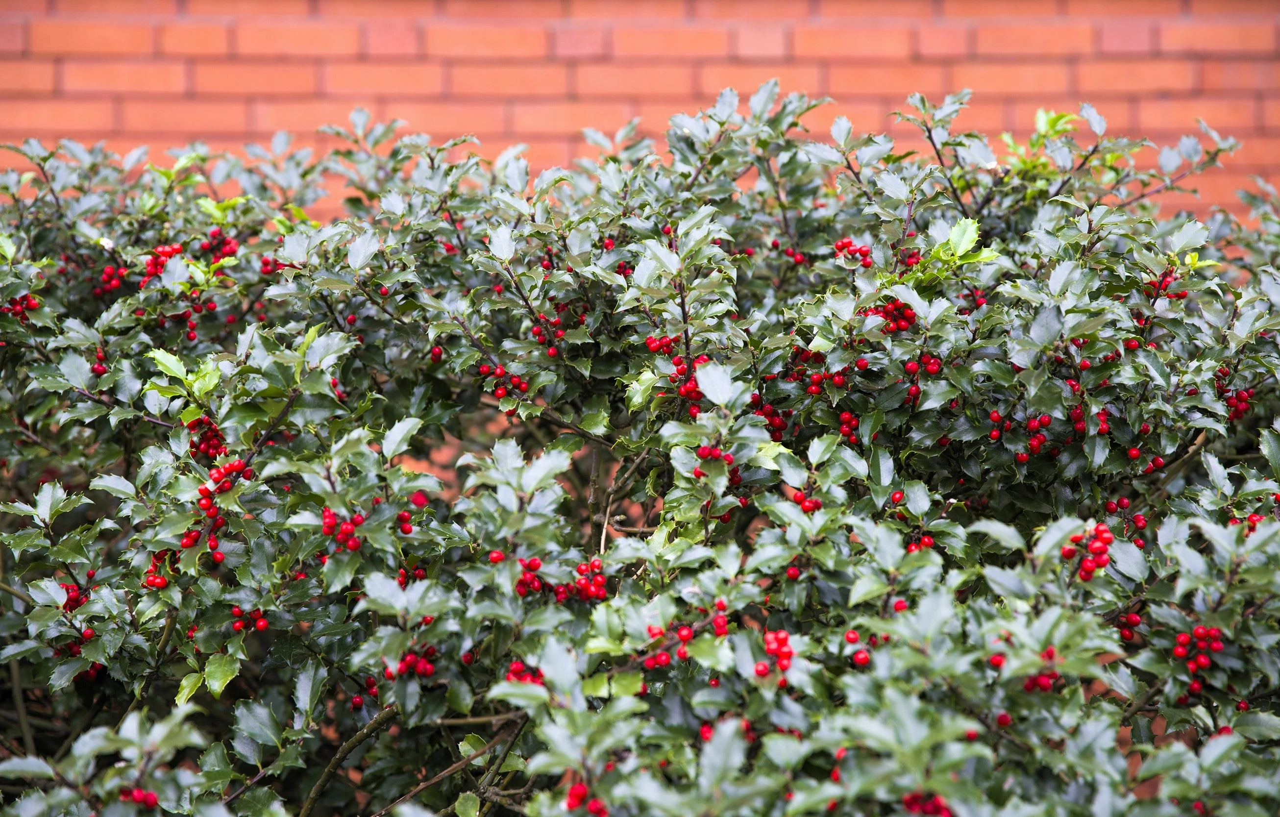 40 ENGLISH HOLLY Ilex Aquifolium aka European Common or Christmas Holly Evergreen Tree Shrub Berry Seeds - Image 6