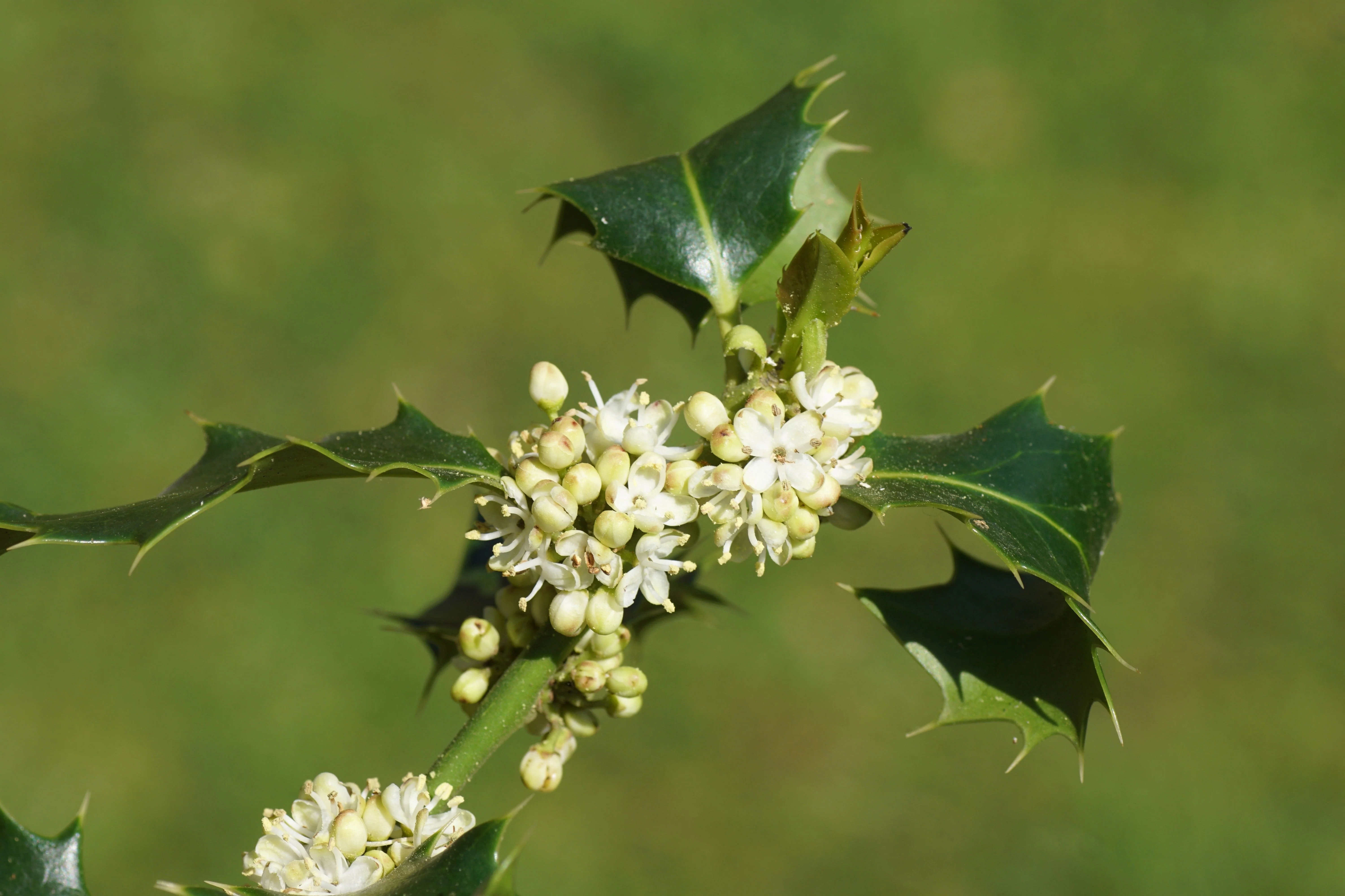 40 ENGLISH HOLLY Ilex Aquifolium aka European Common or Christmas Holly Evergreen Tree Shrub Berry Seeds - Image 7