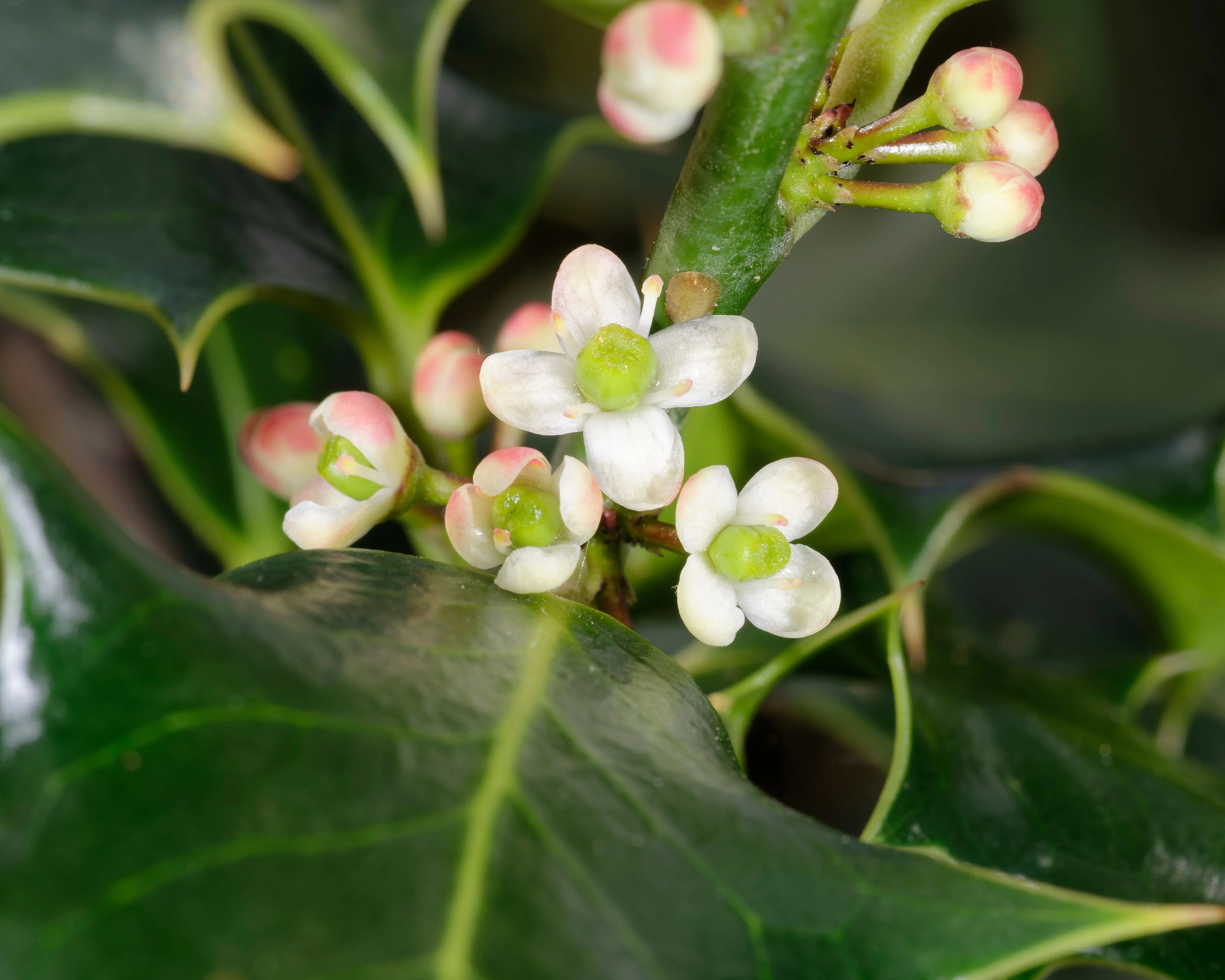 40 ENGLISH HOLLY Ilex Aquifolium aka European Common or Christmas Holly Evergreen Tree Shrub Berry Seeds - Image 8