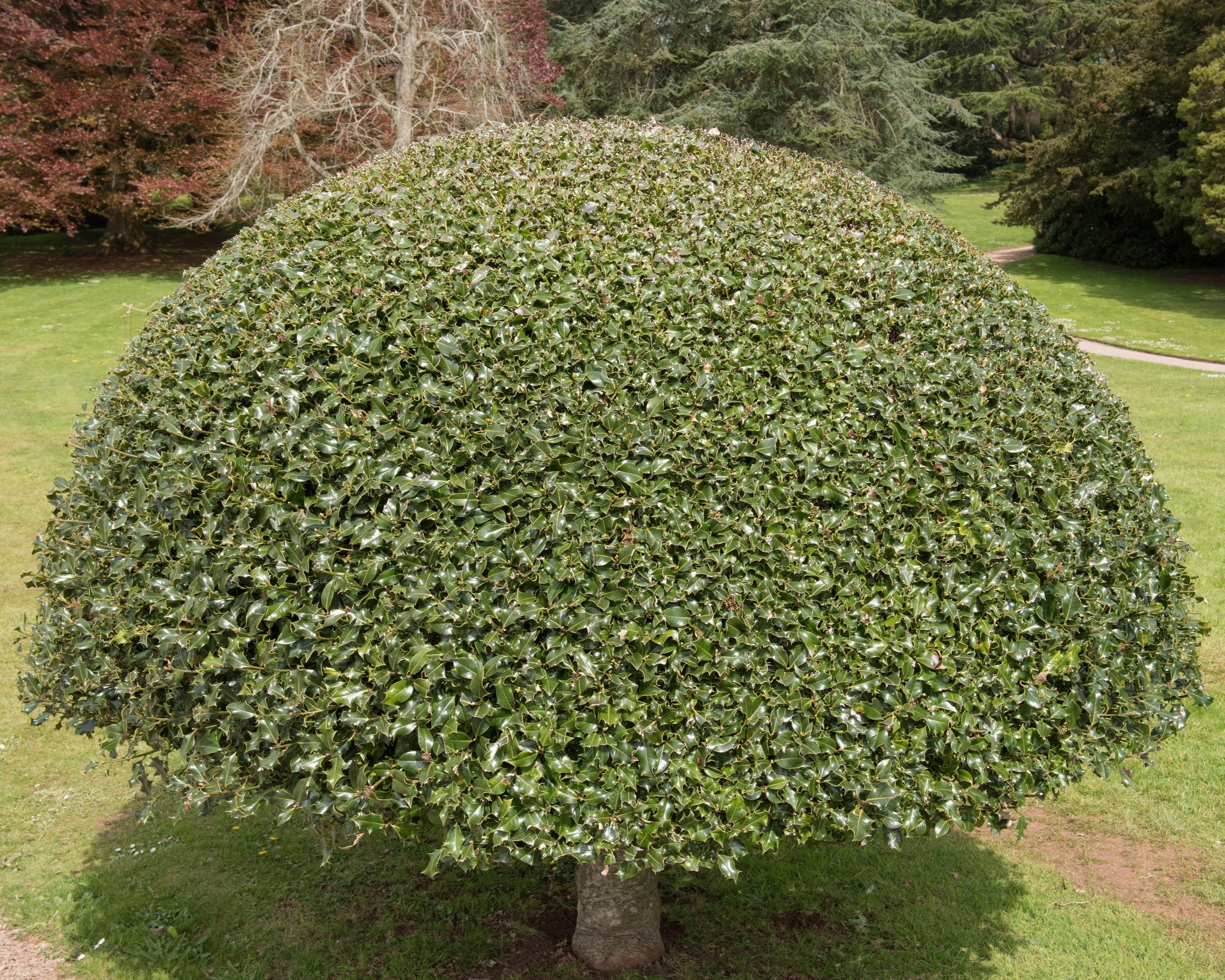 40 ENGLISH HOLLY Ilex Aquifolium aka European Common or Christmas Holly Evergreen Tree Shrub Berry Seeds - Image 9