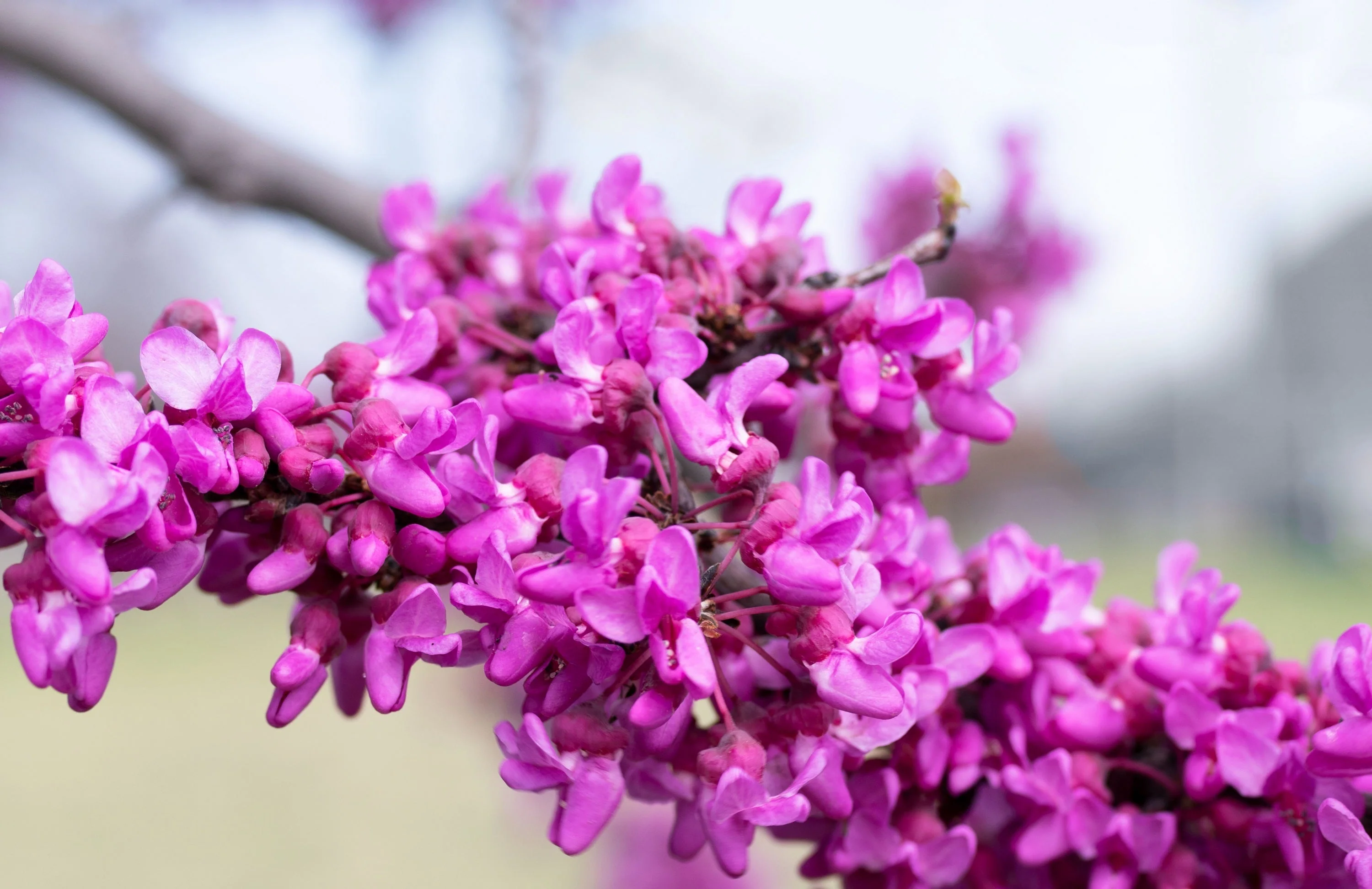 40 GIANT REDBUD TREE Cercis Gigantea Pink Purple Flower Seeds - Image 10