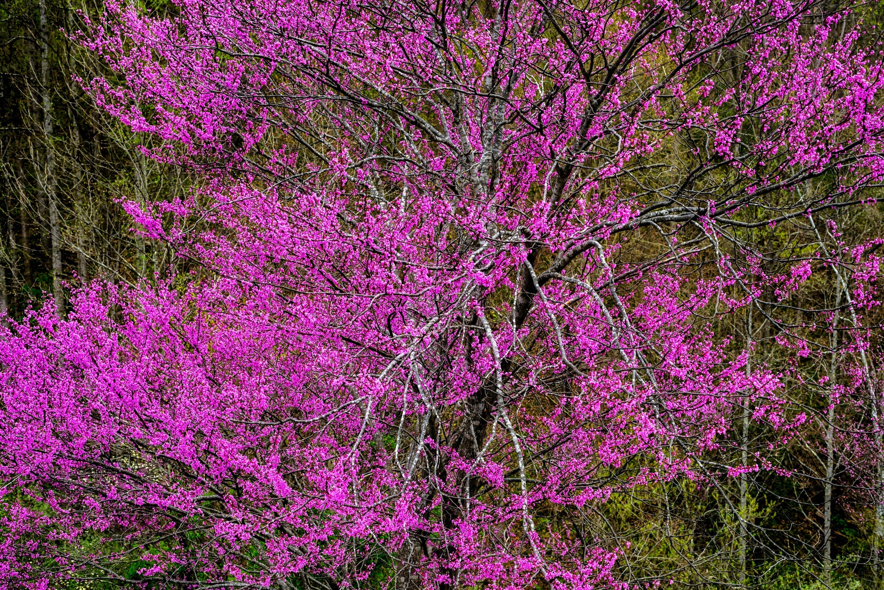40 GIANT REDBUD TREE Cercis Gigantea Pink Purple Flower Seeds - Image 11