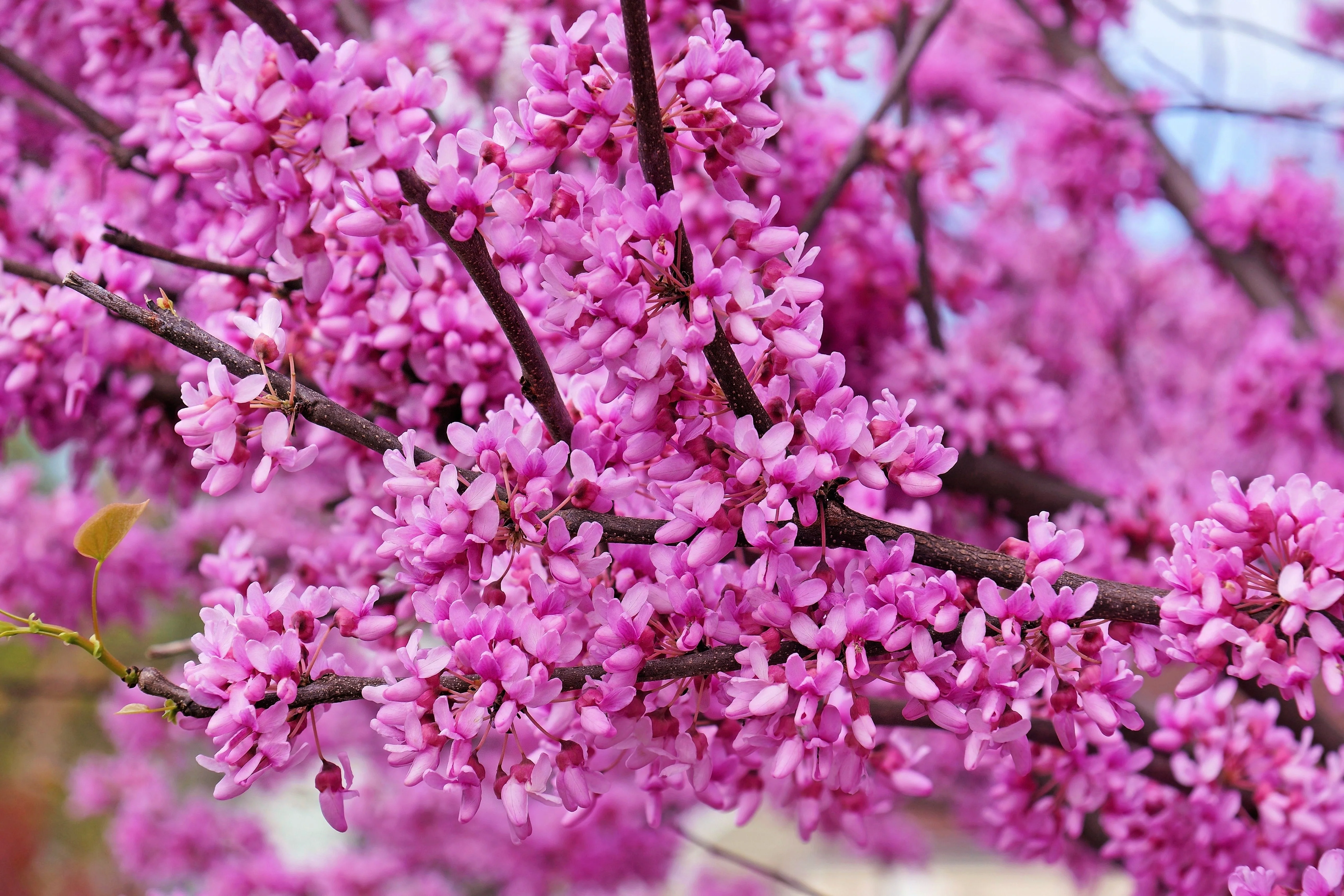 40 GIANT REDBUD TREE Cercis Gigantea Pink Purple Flower Seeds - Image 2