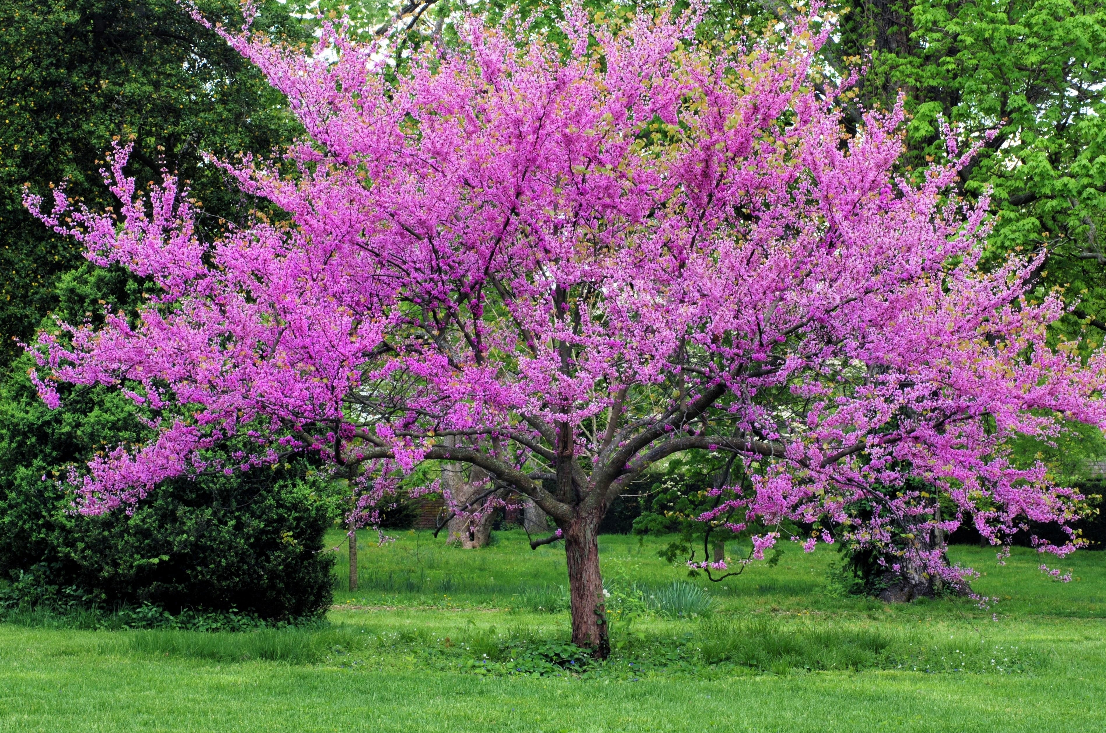 40 GIANT REDBUD TREE Cercis Gigantea Pink Purple Flower Seeds - Image 4