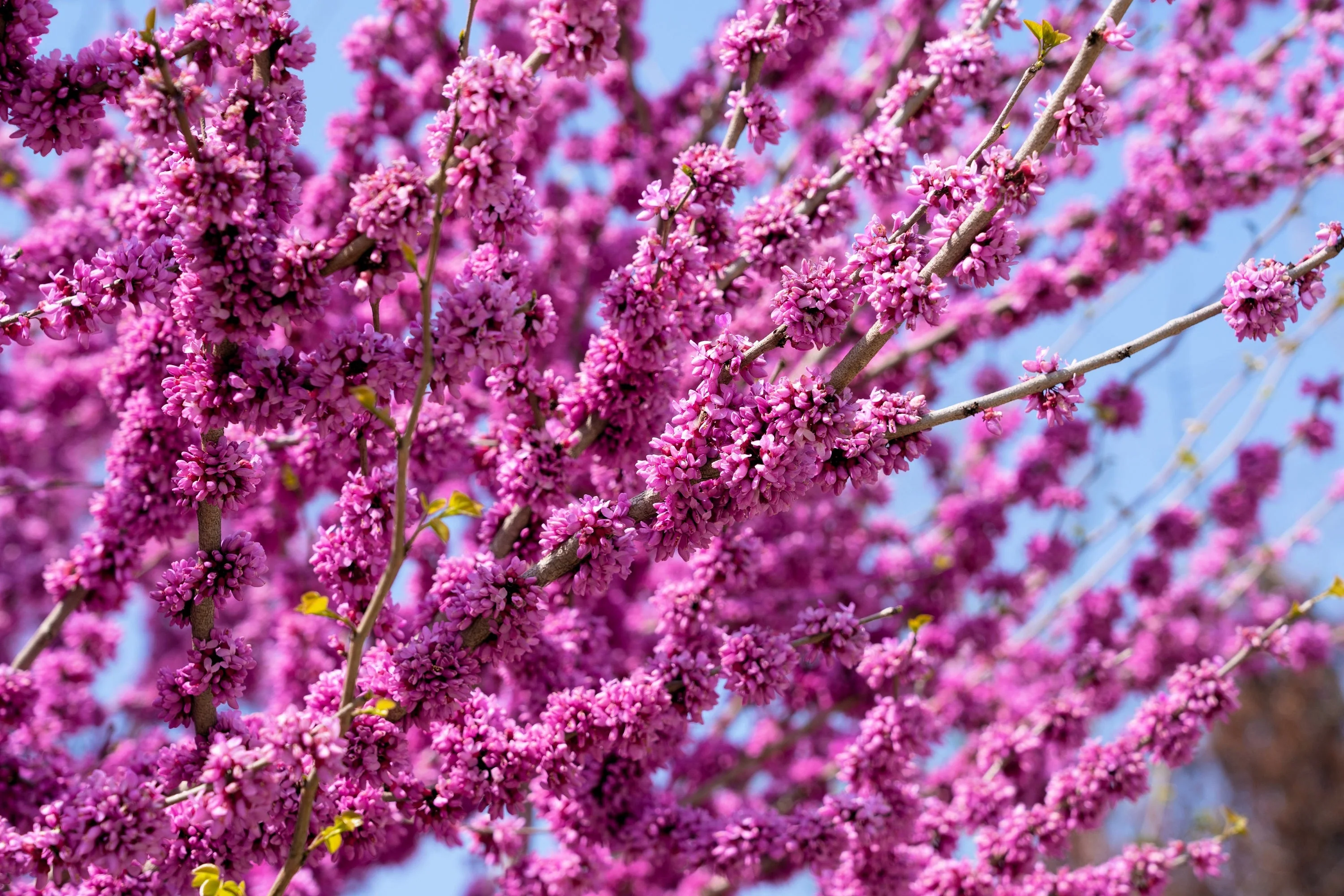 40 GIANT REDBUD TREE Cercis Gigantea Pink Purple Flower Seeds - Image 5