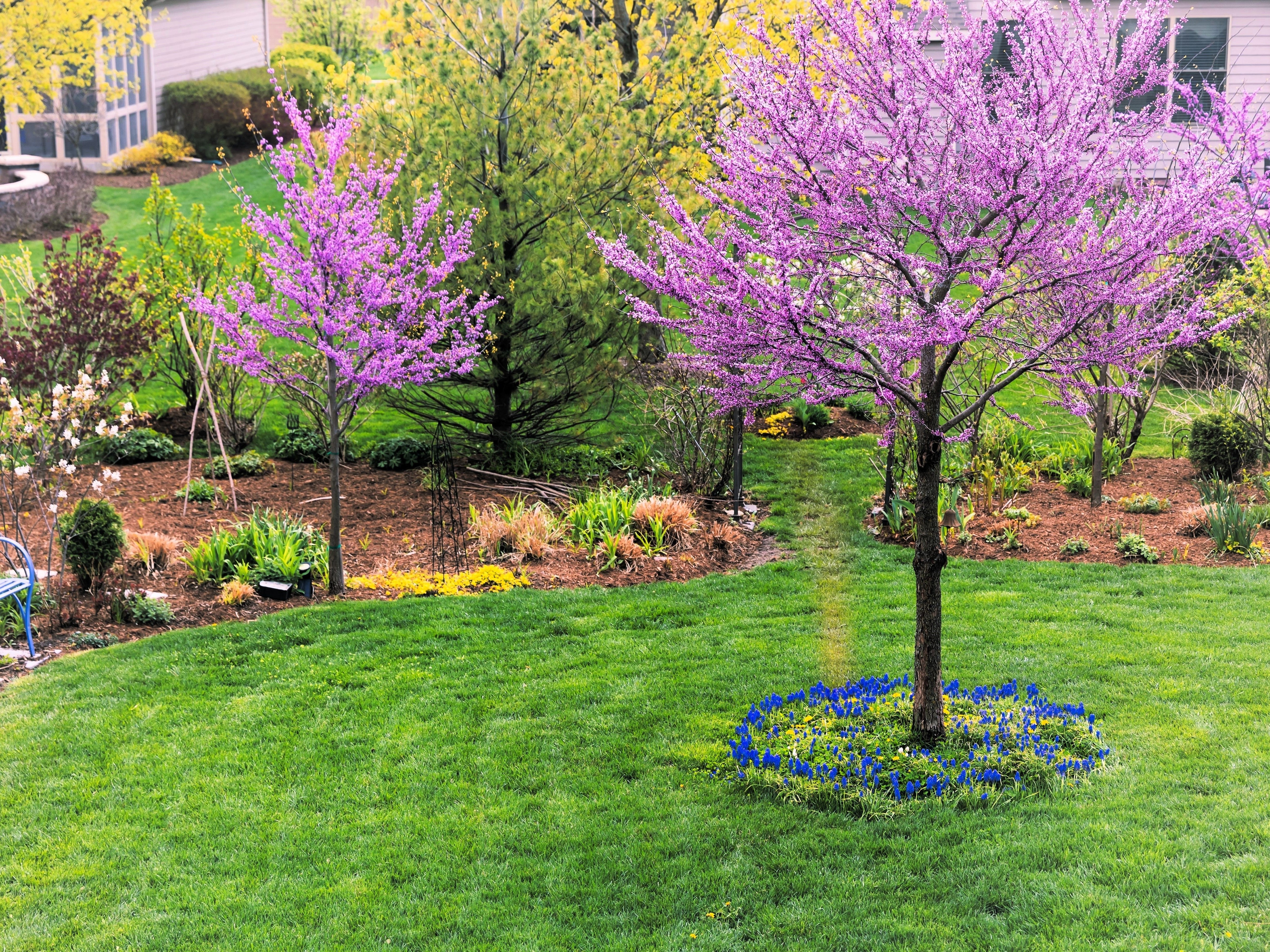 40 GIANT REDBUD TREE Cercis Gigantea Pink Purple Flower Seeds - Image 6