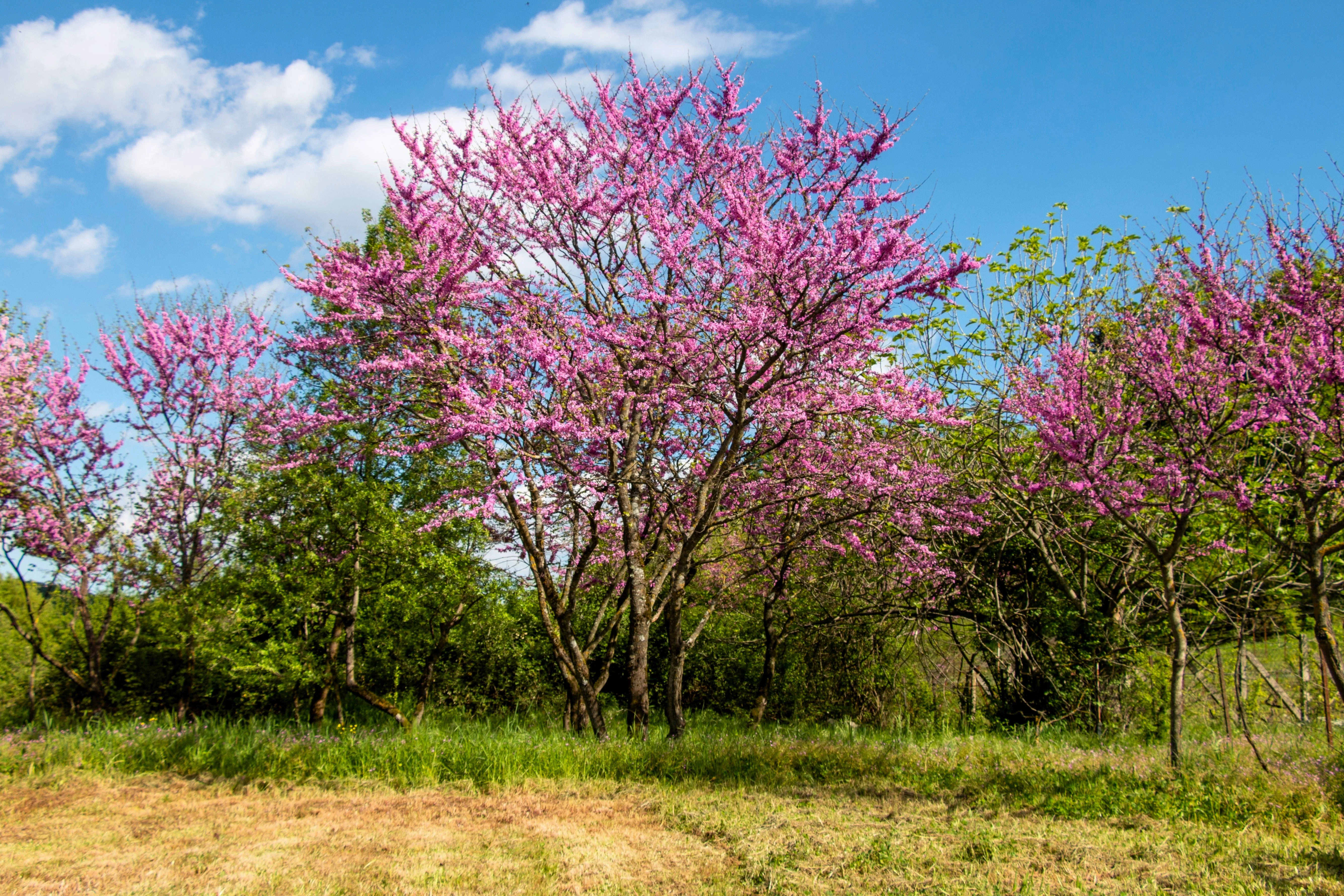 40 GIANT REDBUD TREE Cercis Gigantea Pink Purple Flower Seeds - Image 8
