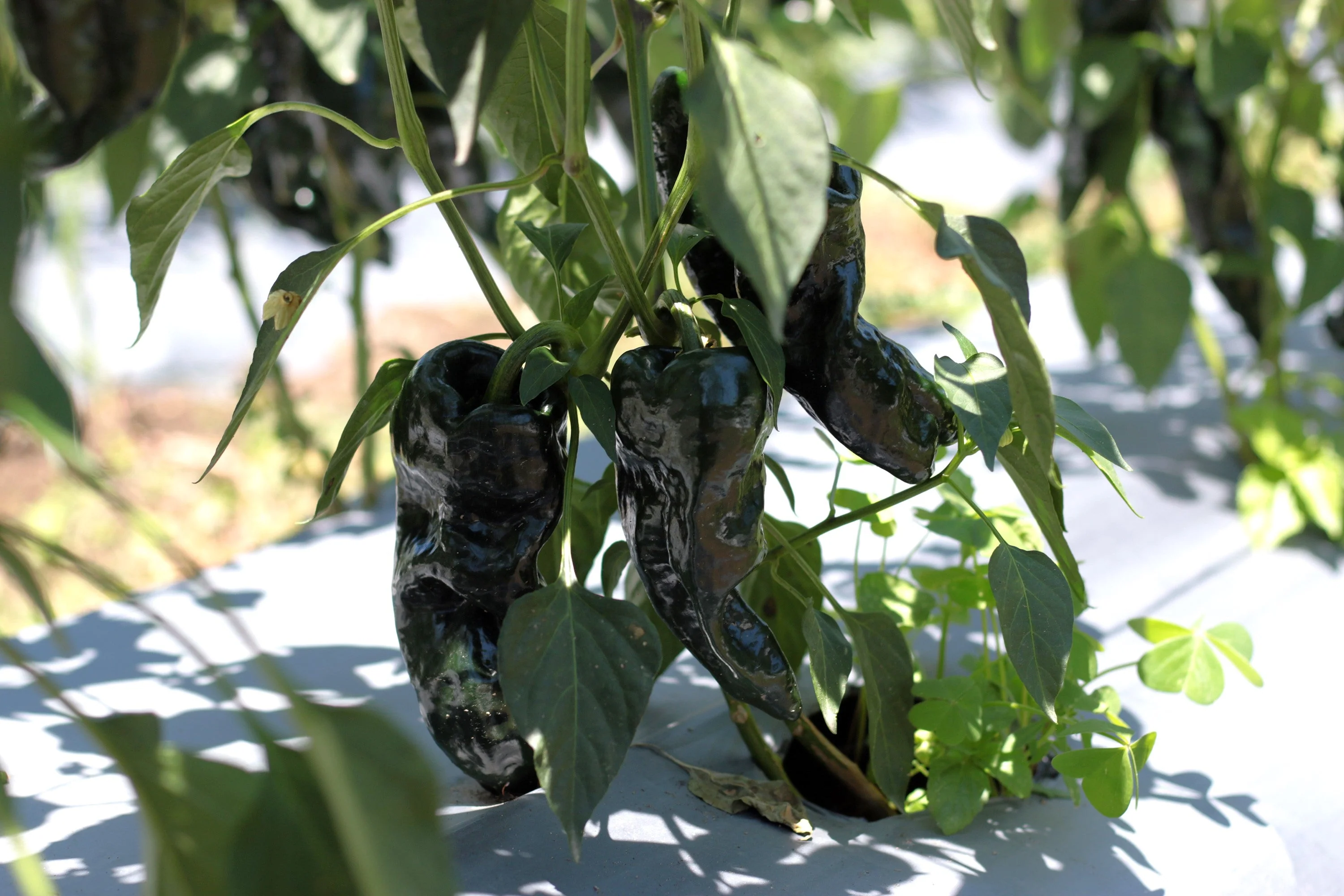 40 MULATO ISLENO PEPPER Brown Mildly Hot Ancho Poblano Capsicum Vegetable Seeds - Image 2