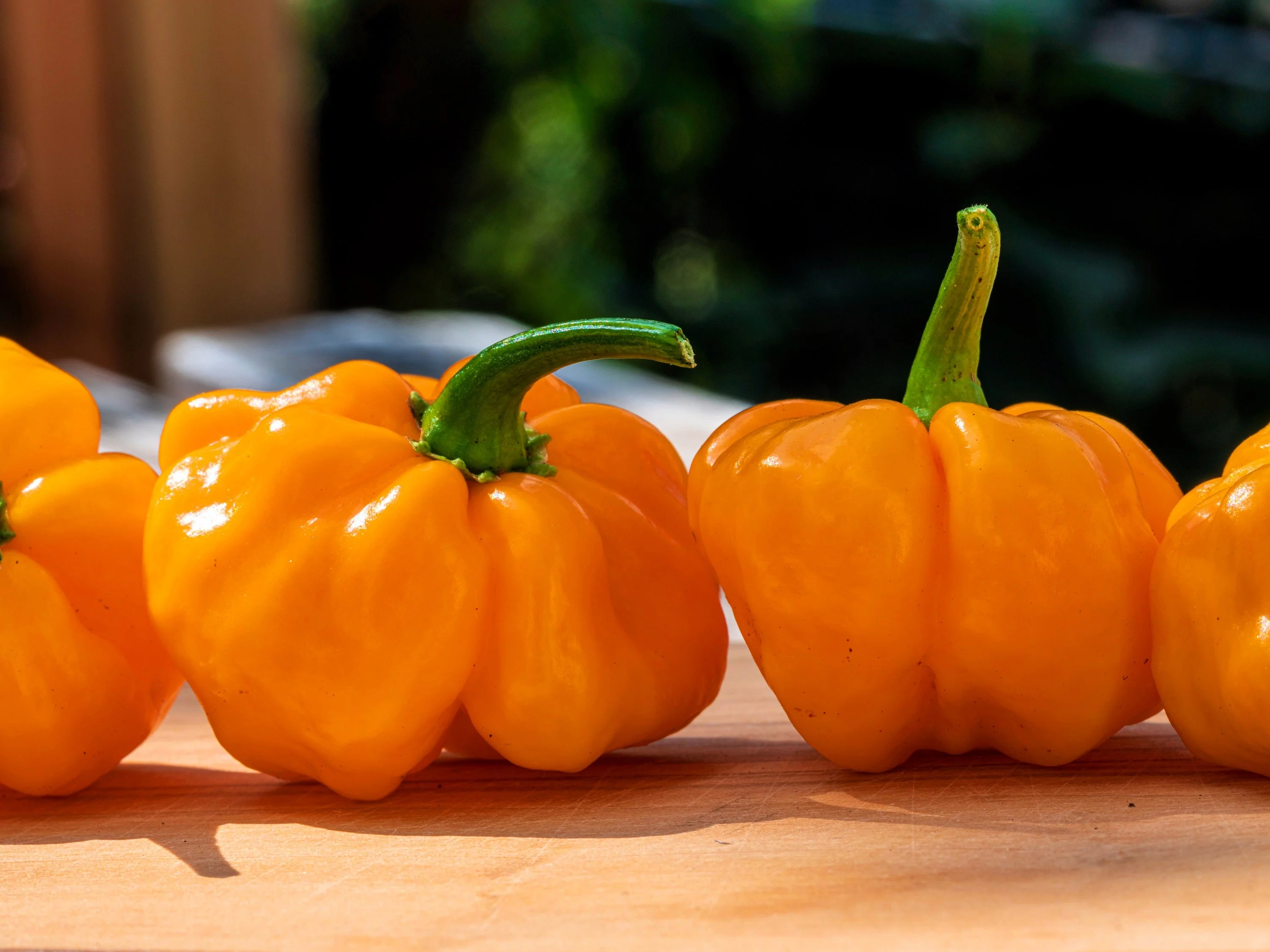 40 Orange SCOTCH BONNET PEPPER very hot Jamaican Capsicum Annuum Vegetable Seeds - Image 2