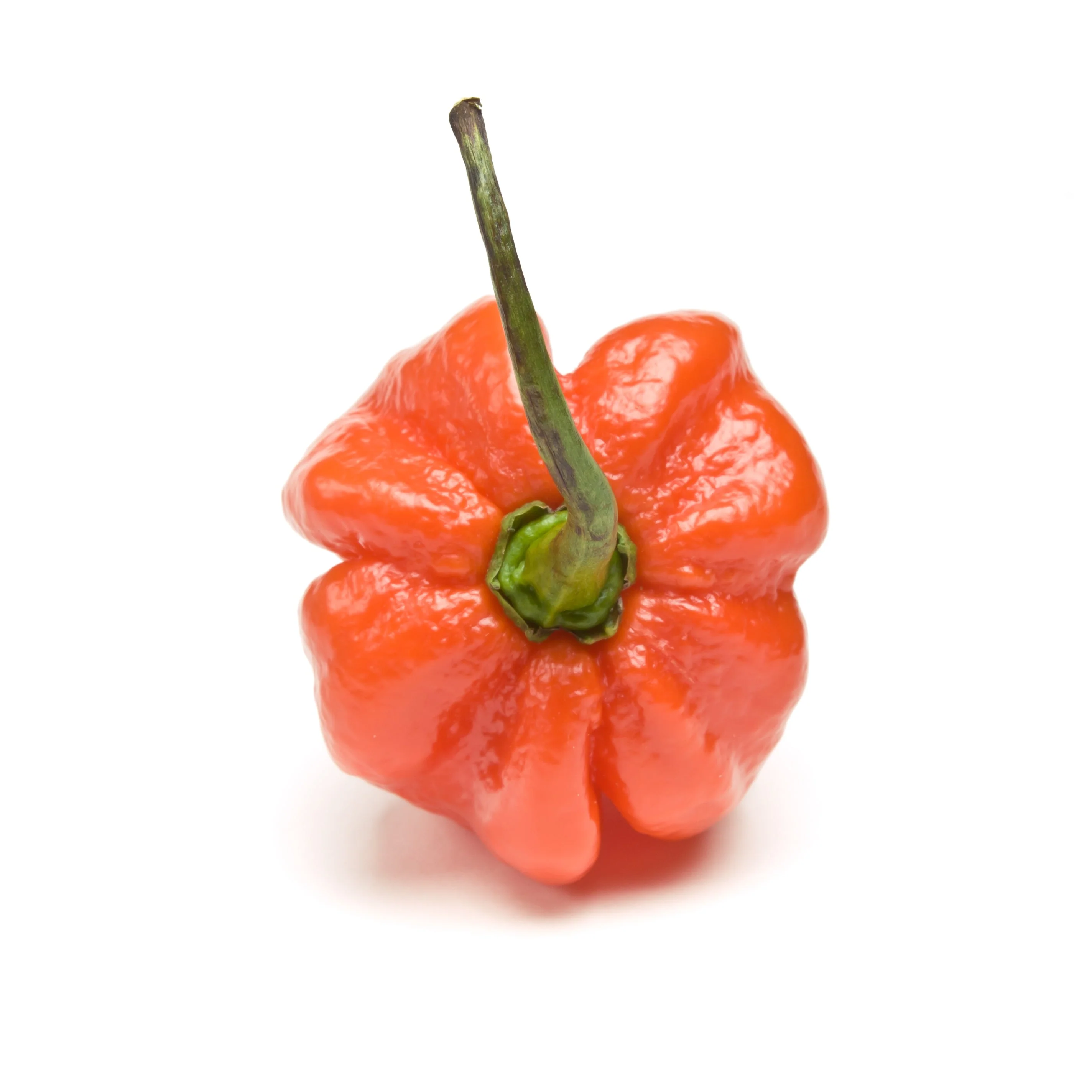 40 Orange SCOTCH BONNET PEPPER very hot Jamaican Capsicum Annuum Vegetable Seeds - Image 6