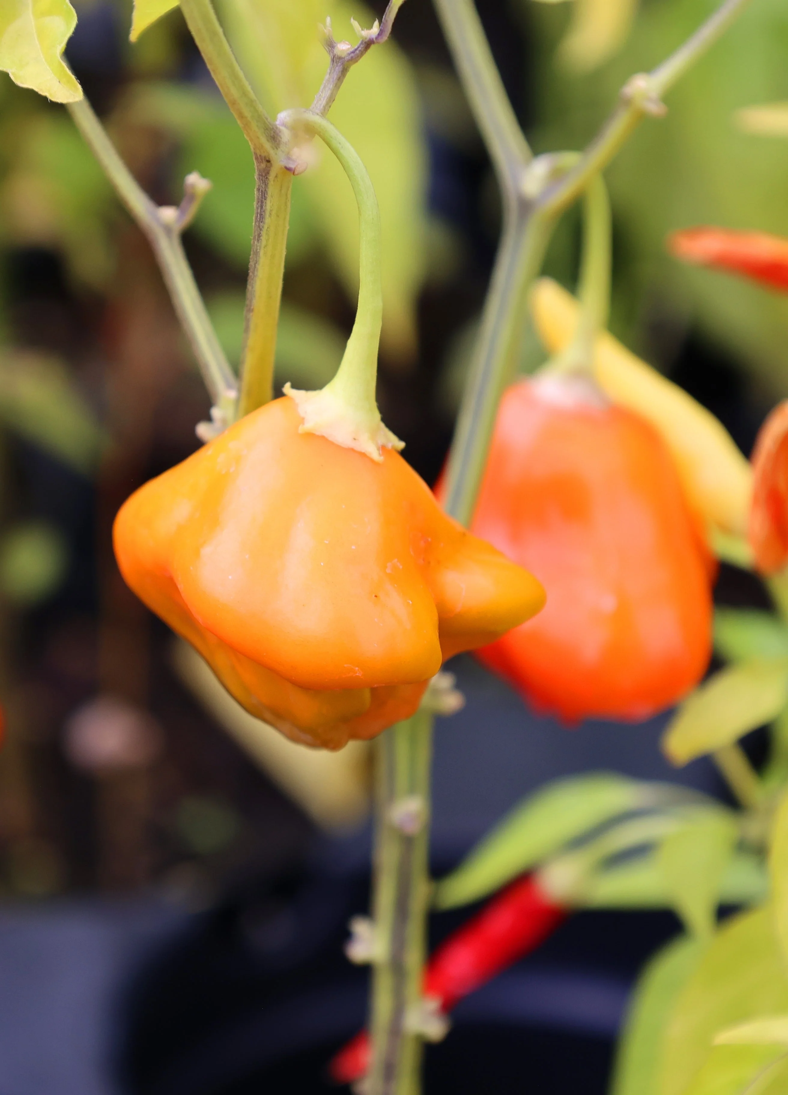 40 Orange SCOTCH BONNET PEPPER very hot Jamaican Capsicum Annuum Vegetable Seeds - Image 8