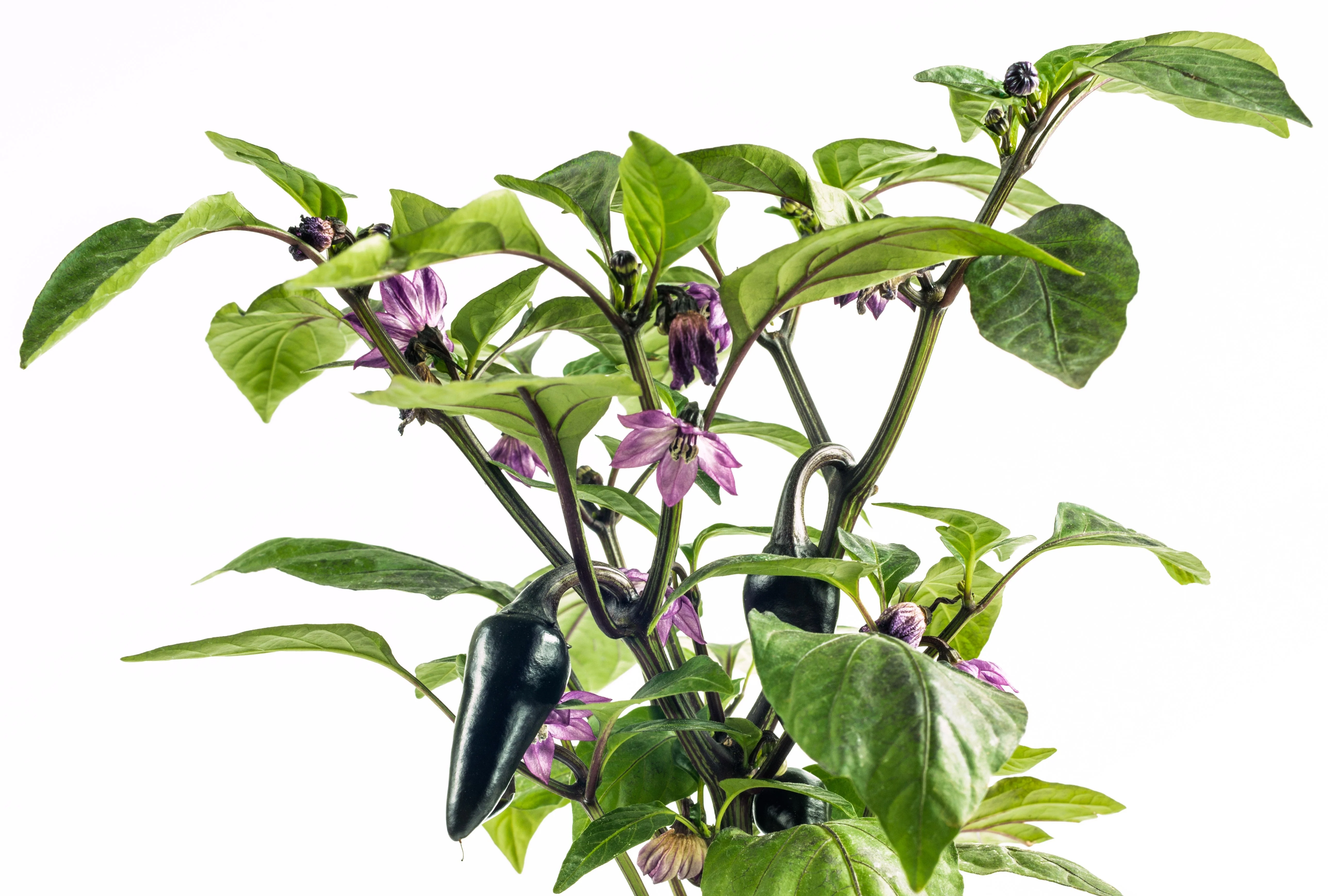 40 Organic PURPLE JALAPENO PEPPER Capsicum Annuum Hot Mexican Chili Vegetable Seeds - Image 2