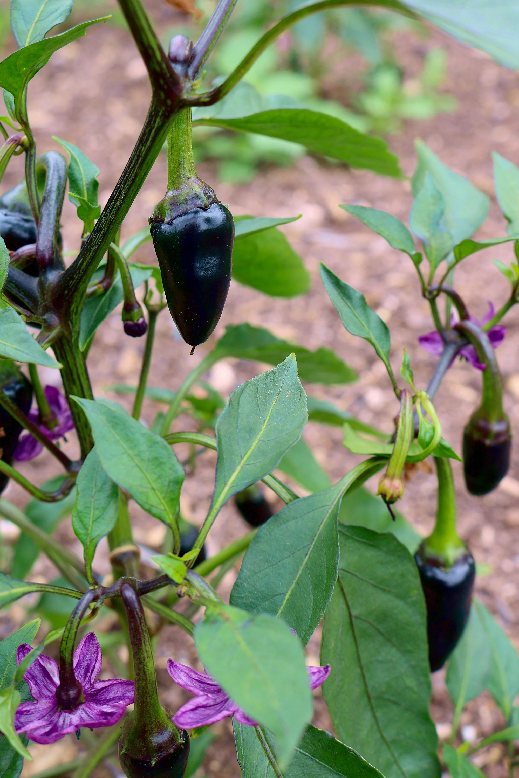 40 Organic PURPLE JALAPENO PEPPER Capsicum Annuum Hot Mexican Chili Vegetable Seeds - Image 8