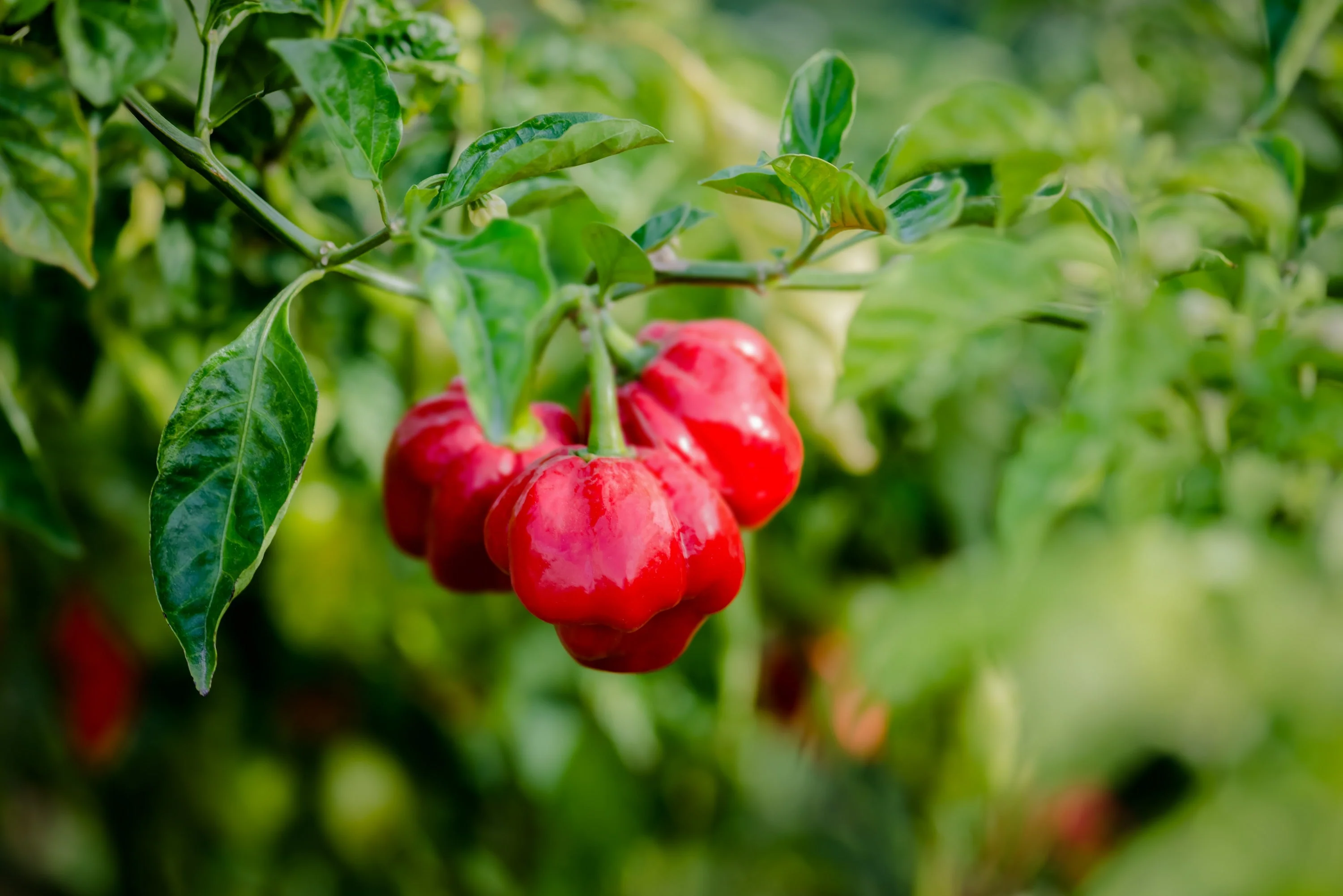 40 Red JAMAICAN HOT PEPPER Capsicum Annuum Scotch Bonnet Vegetable Seeds - Image 2