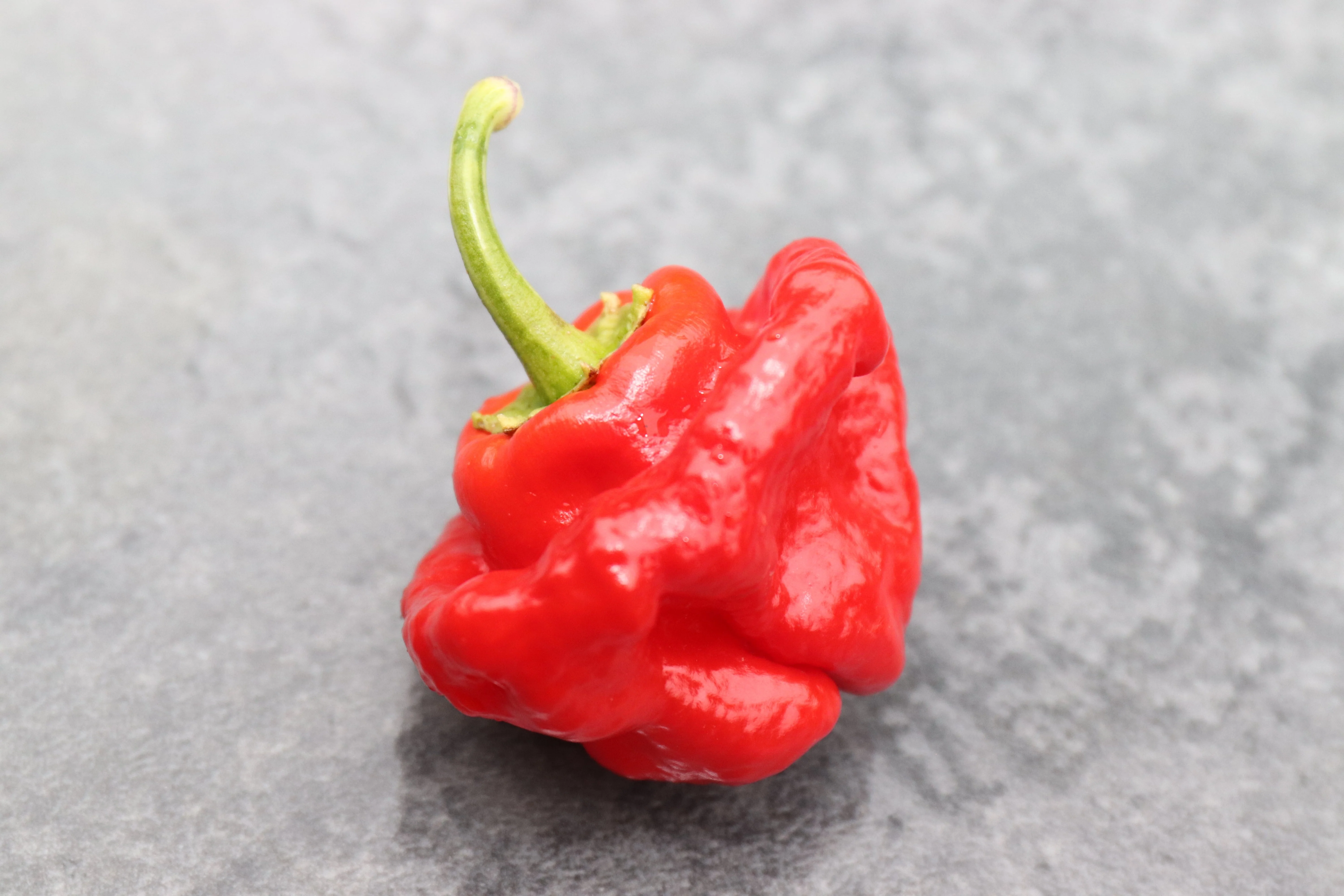 40 Red JAMAICAN HOT PEPPER Capsicum Annuum Scotch Bonnet Vegetable Seeds - Image 3