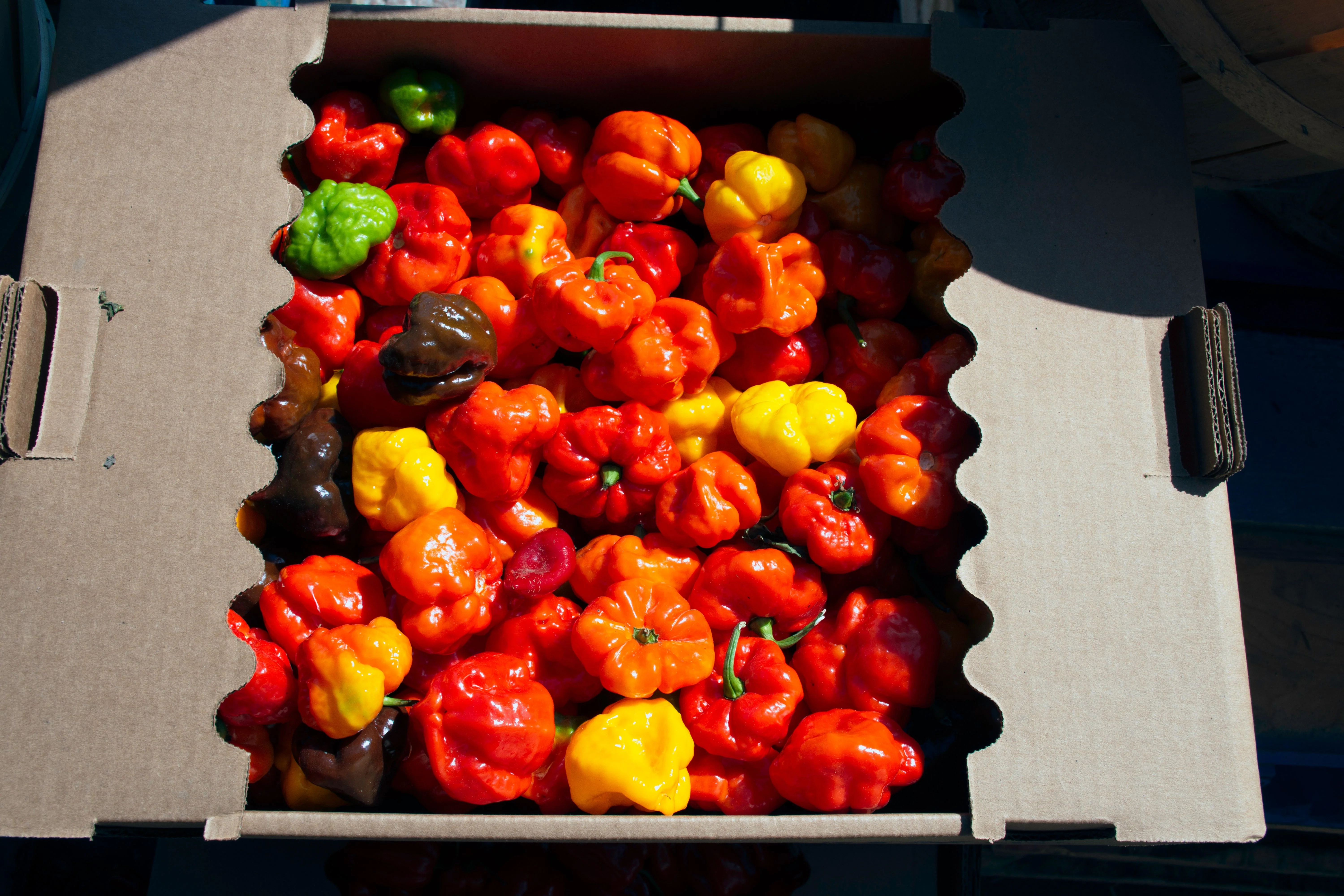 40 Red JAMAICAN HOT PEPPER Capsicum Annuum Scotch Bonnet Vegetable Seeds - Image 5