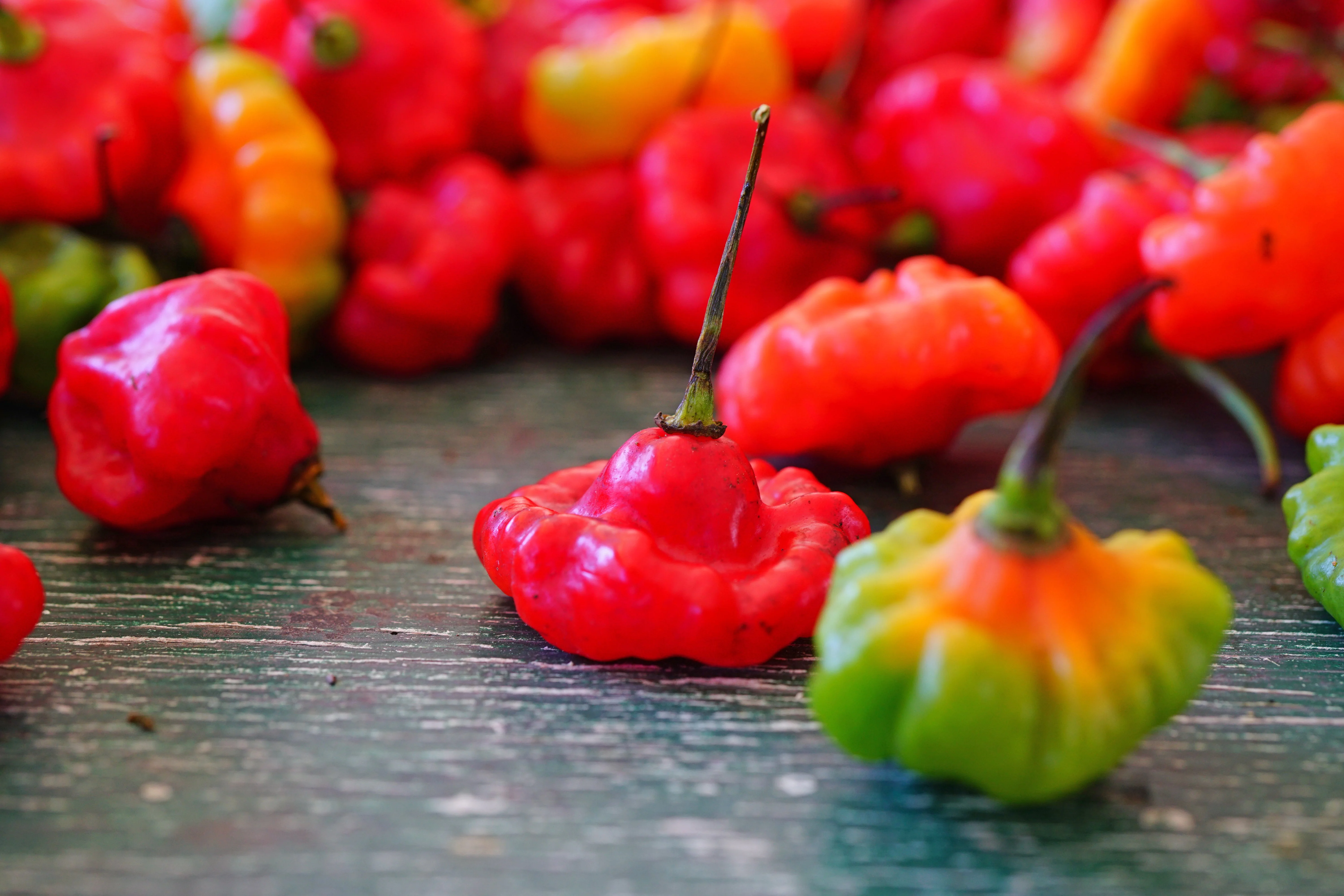 40 Red JAMAICAN HOT PEPPER Capsicum Annuum Scotch Bonnet Vegetable Seeds - Image 6