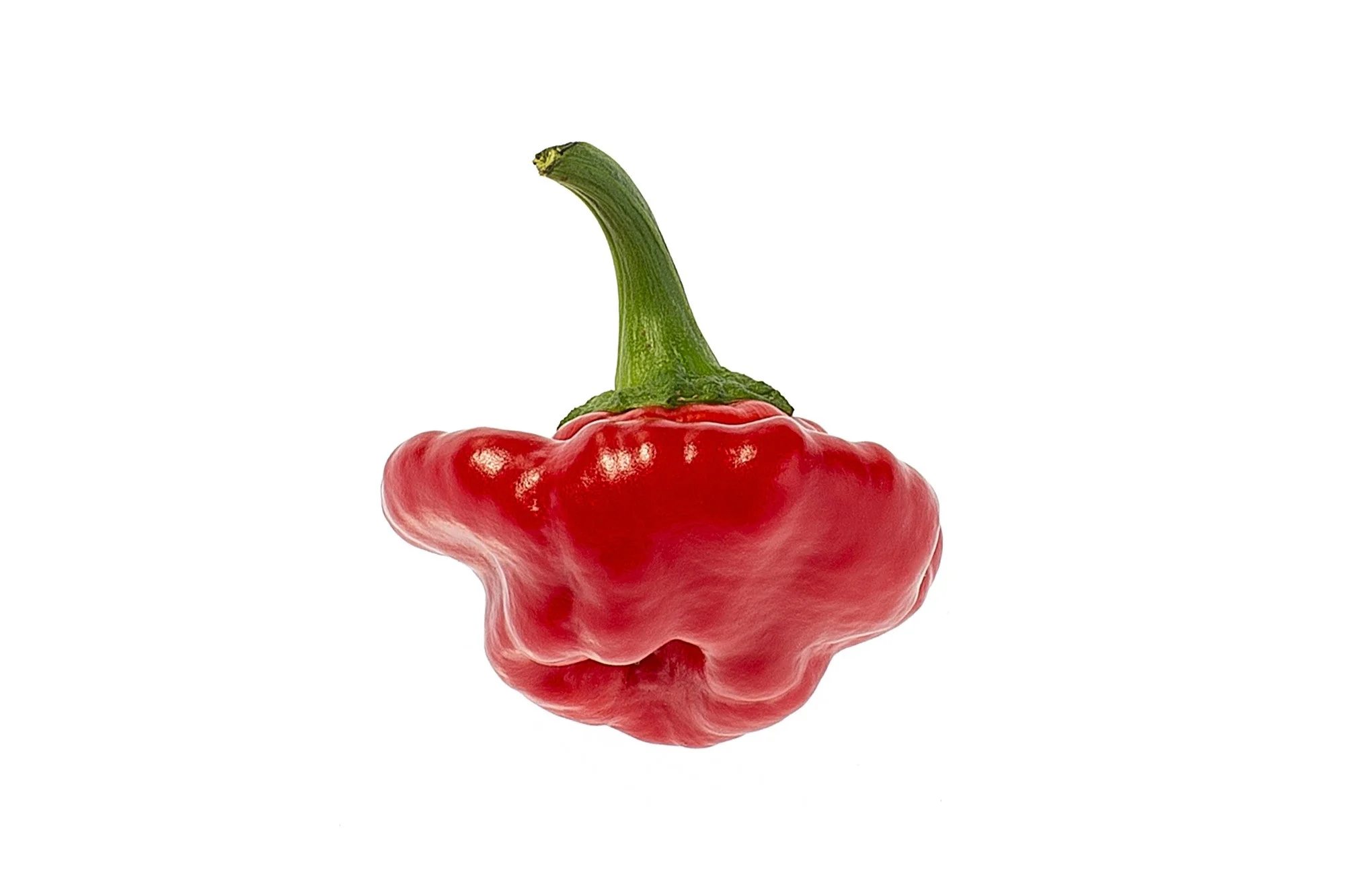 40 Red JAMAICAN HOT PEPPER Capsicum Annuum Scotch Bonnet Vegetable Seeds - Image 8
