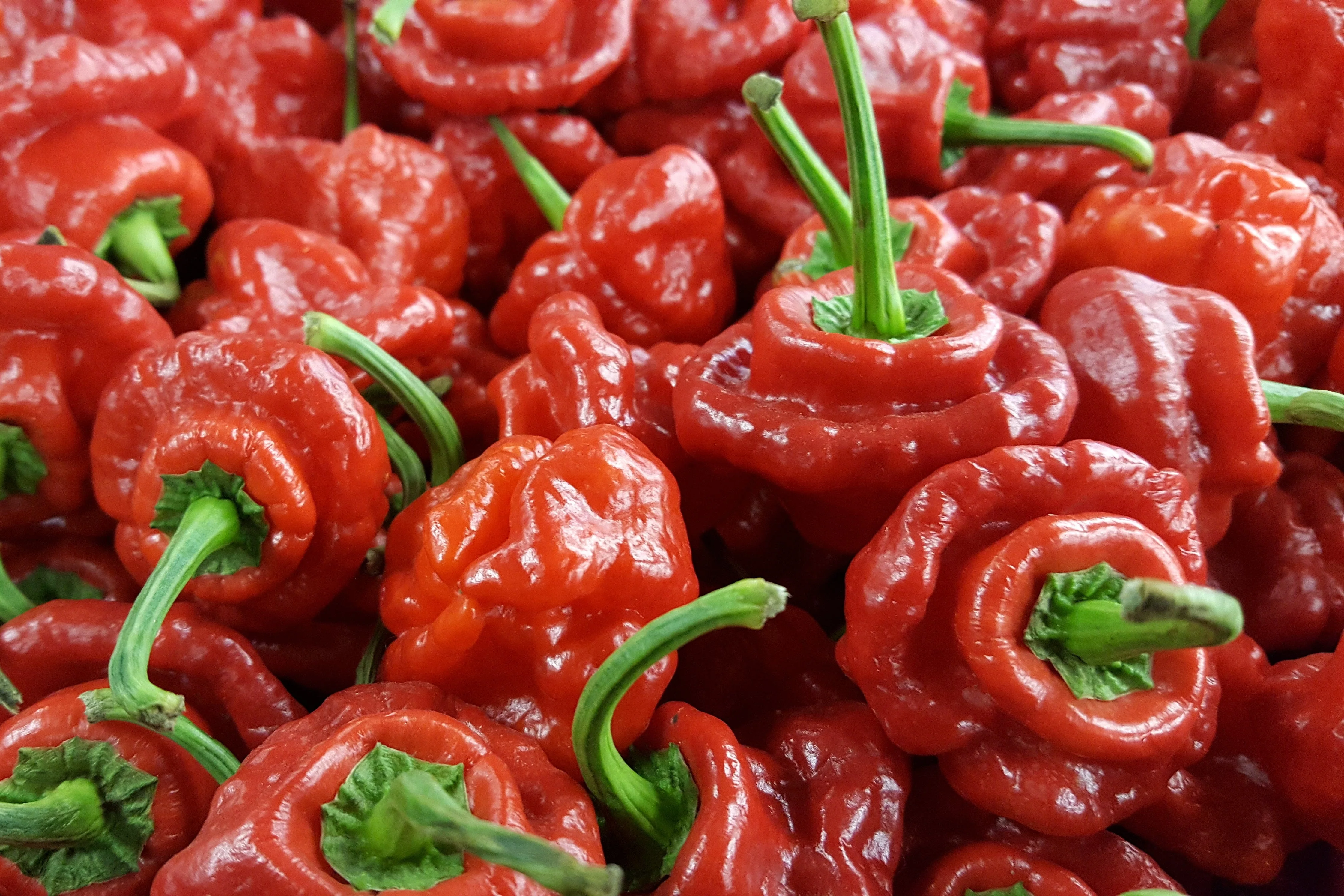 40 Red JAMAICAN HOT PEPPER Capsicum Annuum Scotch Bonnet Vegetable Seeds - Image 9