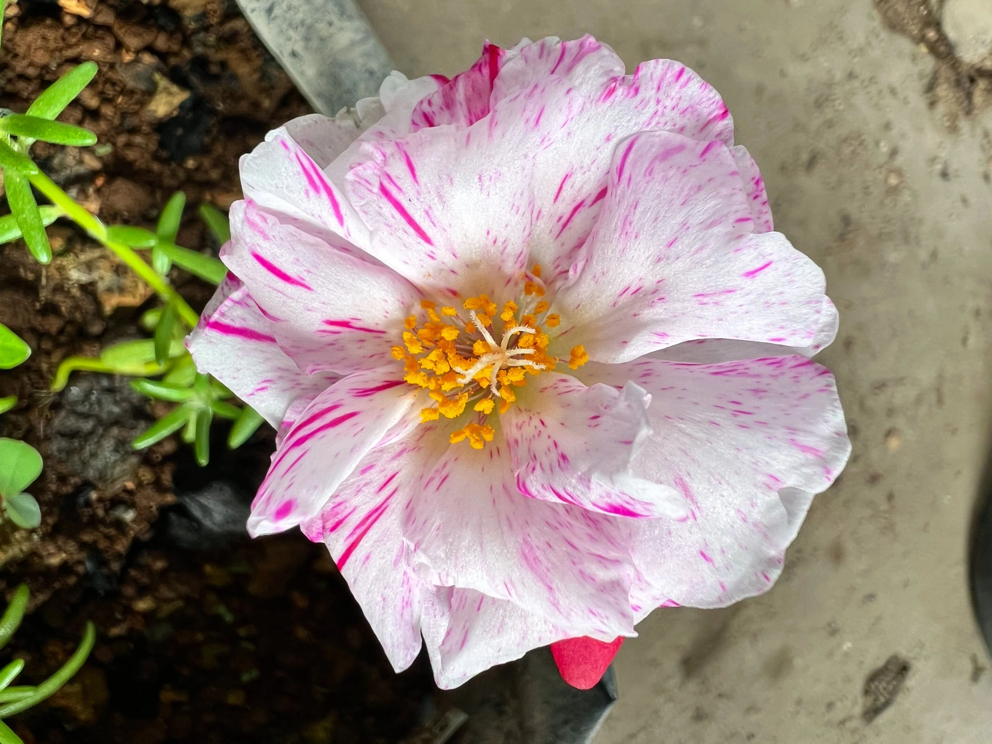 40 Sundial PEPPERMINT PORTULACA Grandiflora Moss Rose Pink Streaked Succulent Flower Seeds - Image 3