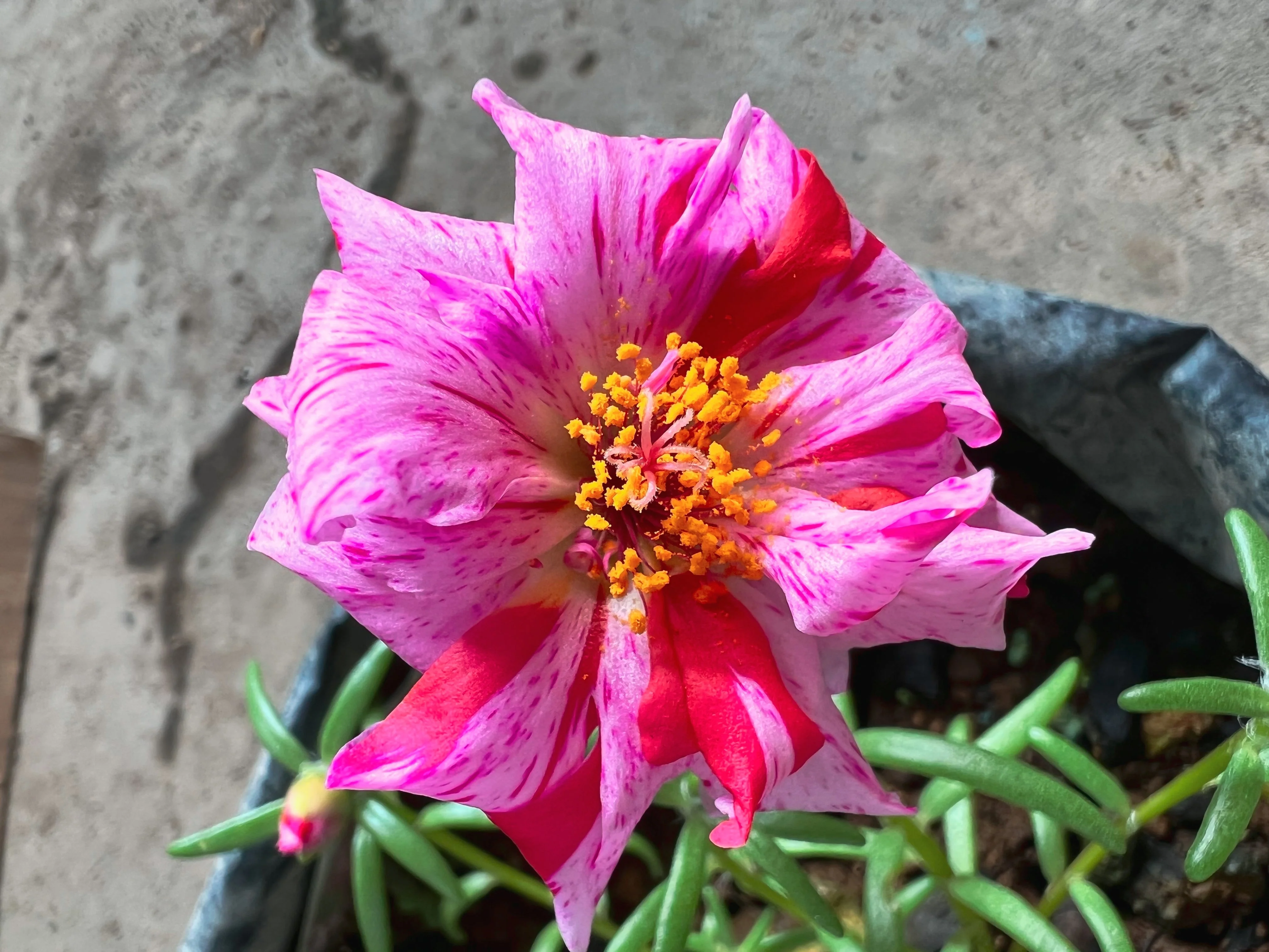 40 Sundial PEPPERMINT PORTULACA Grandiflora Moss Rose Pink Streaked Succulent Flower Seeds - Image 4