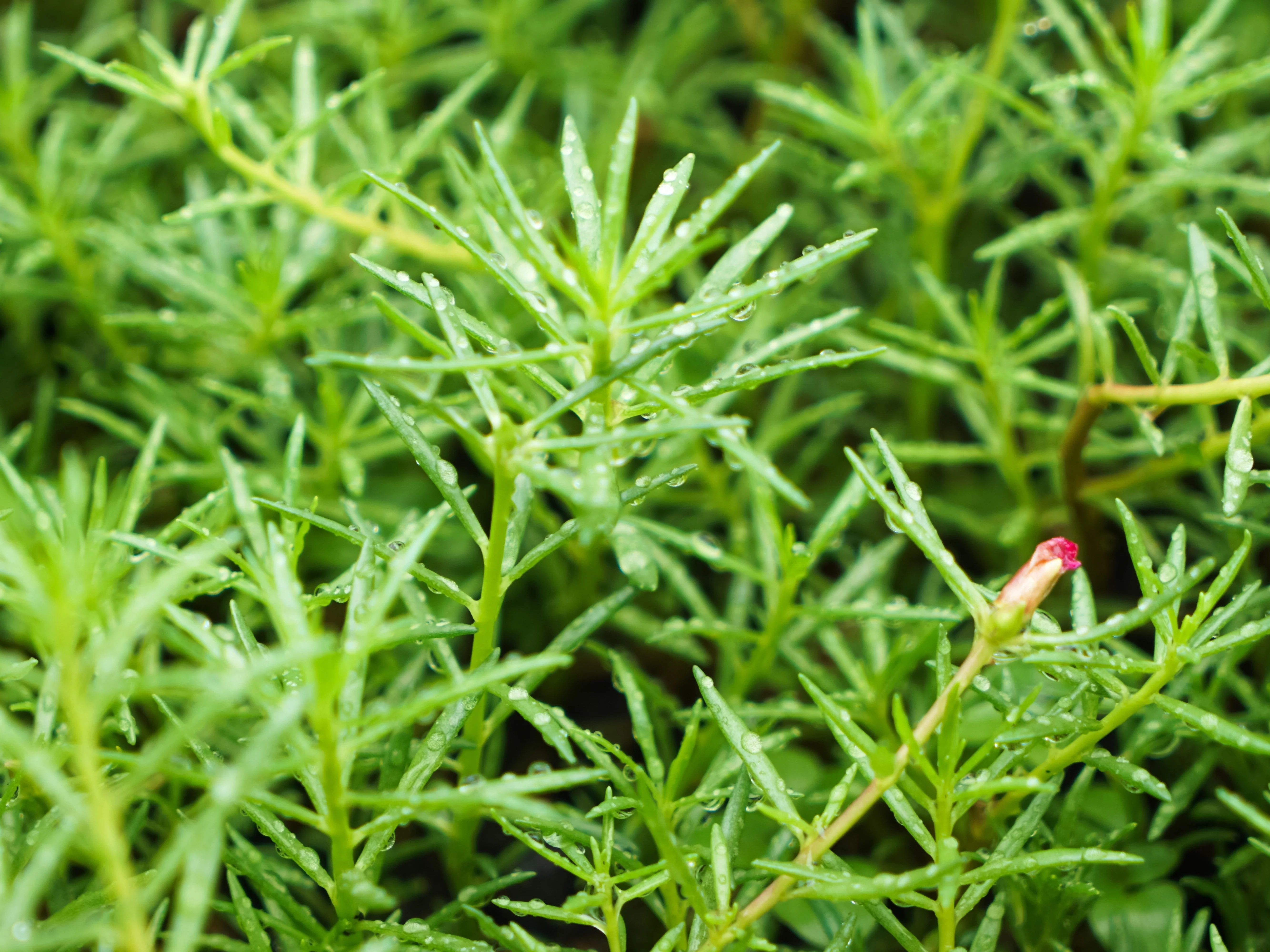 40 Sundial PEPPERMINT PORTULACA Grandiflora Moss Rose Pink Streaked Succulent Flower Seeds - Image 5