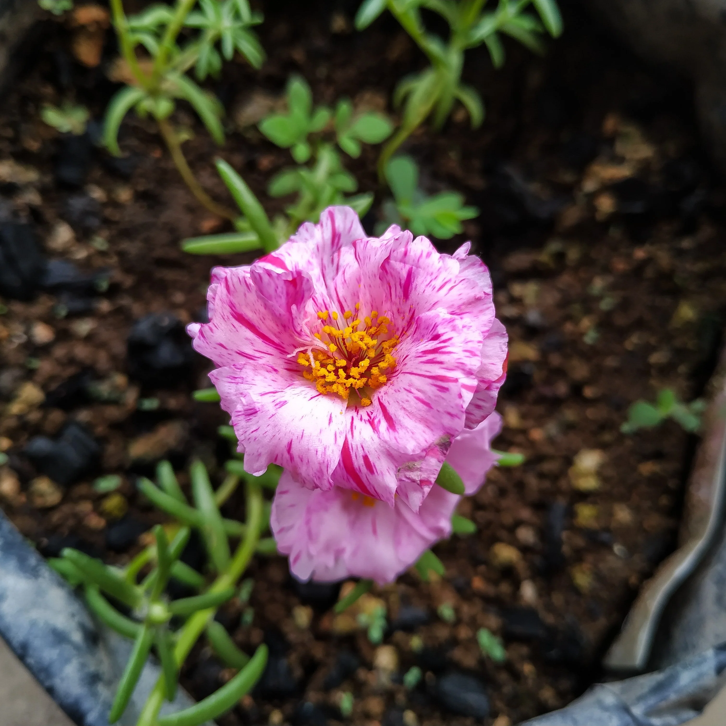 40 Sundial PEPPERMINT PORTULACA Grandiflora Moss Rose Pink Streaked Succulent Flower Seeds - Image 6
