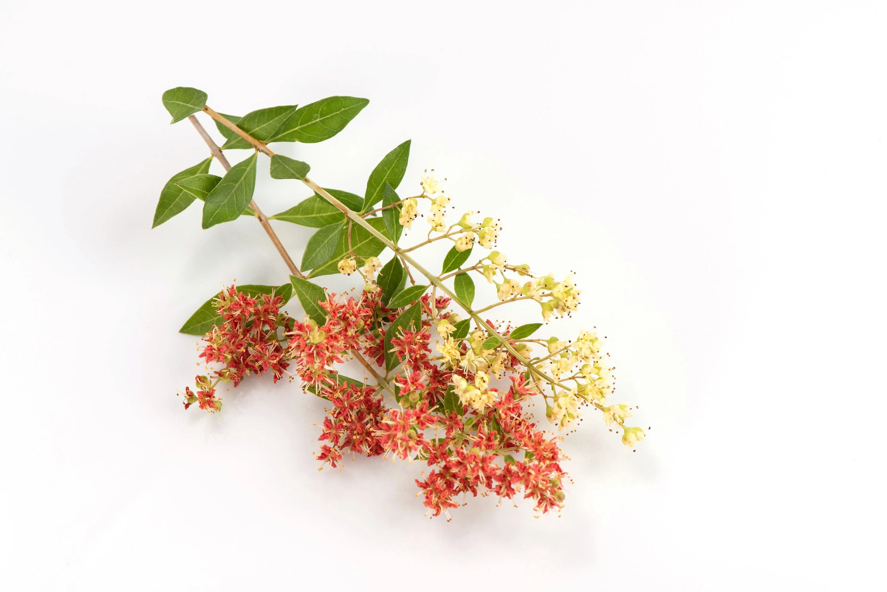 40 WHITE FLOWERING HENNA Tree Lawsonia Inermis var. Alba Dye Plant Tattoo Flower Seeds - Image 10
