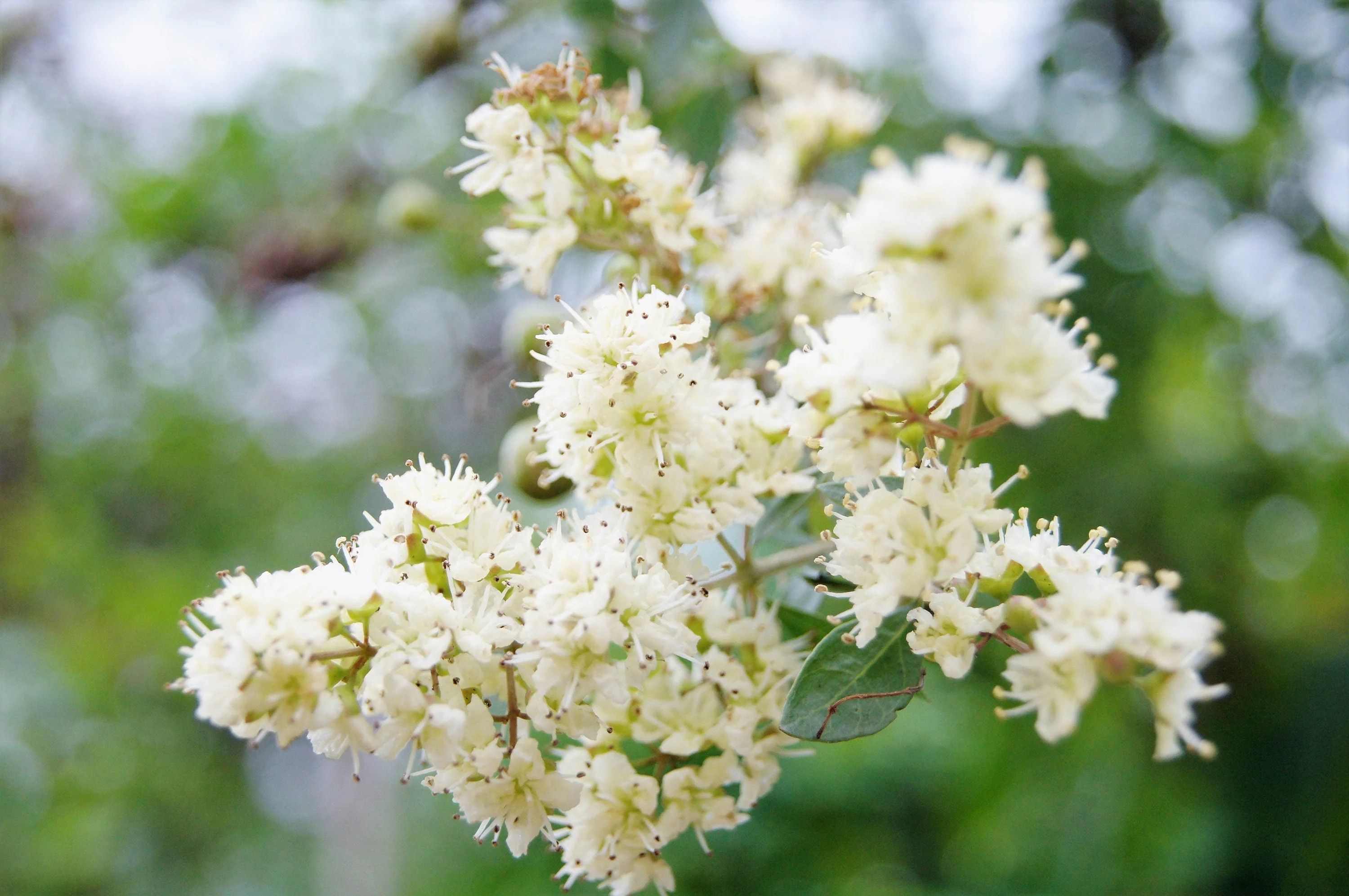 40 WHITE FLOWERING HENNA Tree Lawsonia Inermis var. Alba Dye Plant Tattoo Flower Seeds - Image 2