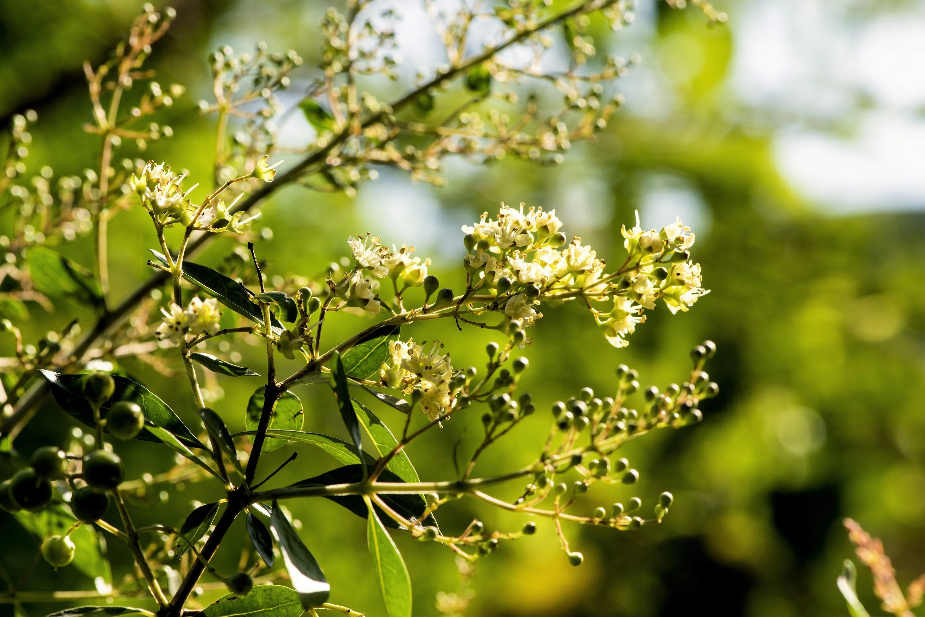 40 WHITE FLOWERING HENNA Tree Lawsonia Inermis var. Alba Dye Plant Tattoo Flower Seeds - Image 4