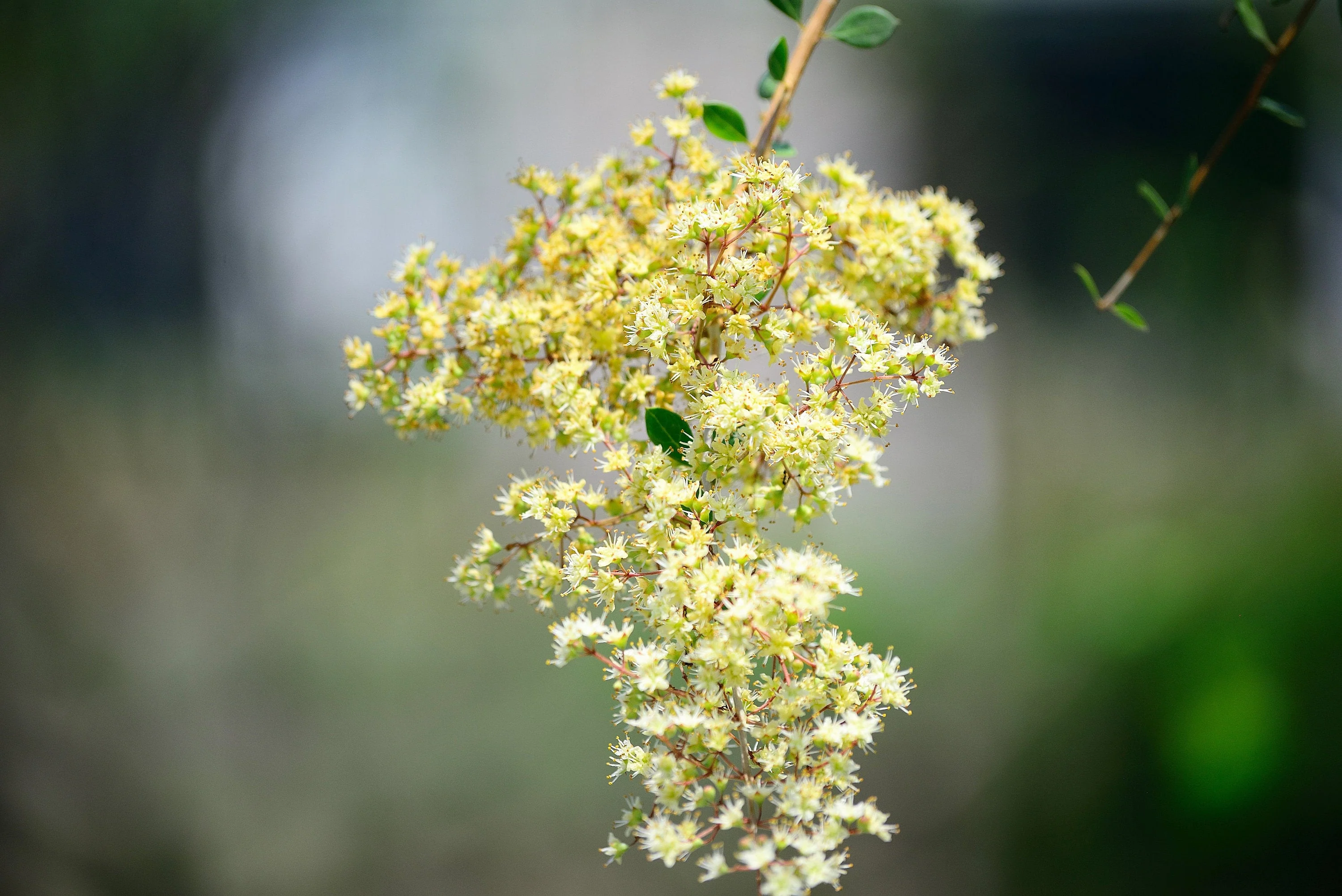 40 WHITE FLOWERING HENNA Tree Lawsonia Inermis var. Alba Dye Plant Tattoo Flower Seeds - Image 6