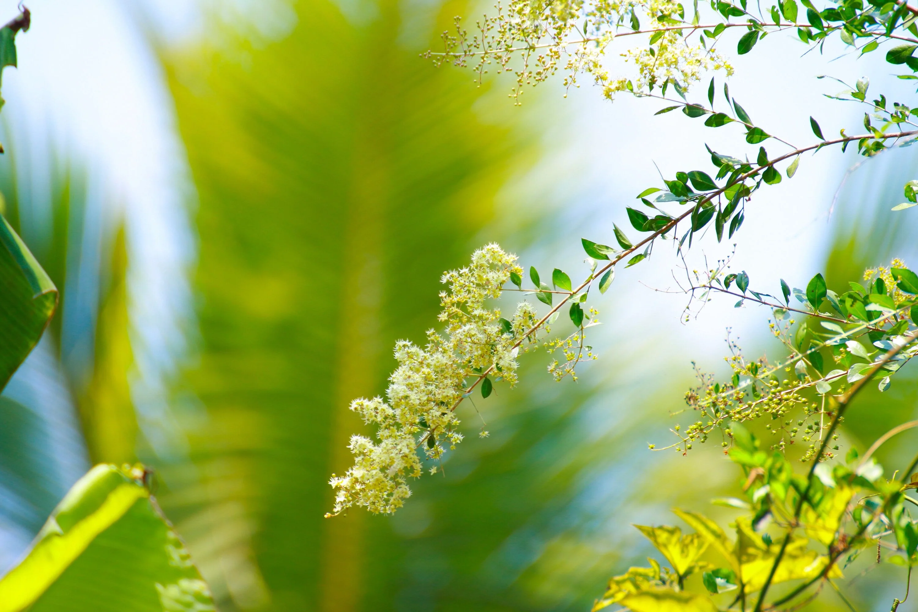 40 WHITE FLOWERING HENNA Tree Lawsonia Inermis var. Alba Dye Plant Tattoo Flower Seeds - Image 7