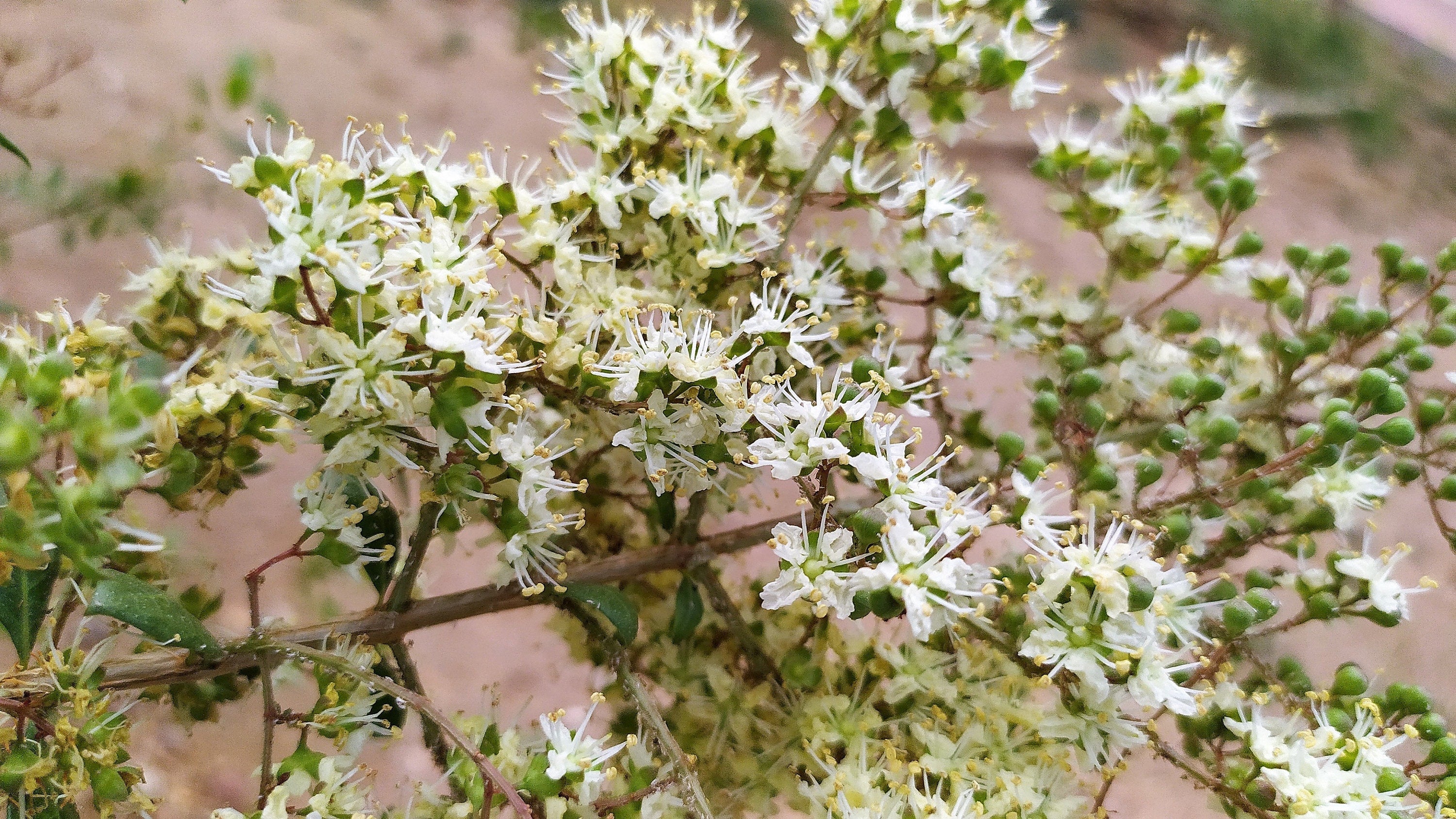 40 WHITE FLOWERING HENNA Tree Lawsonia Inermis var. Alba Dye Plant Tattoo Flower Seeds - Image 8