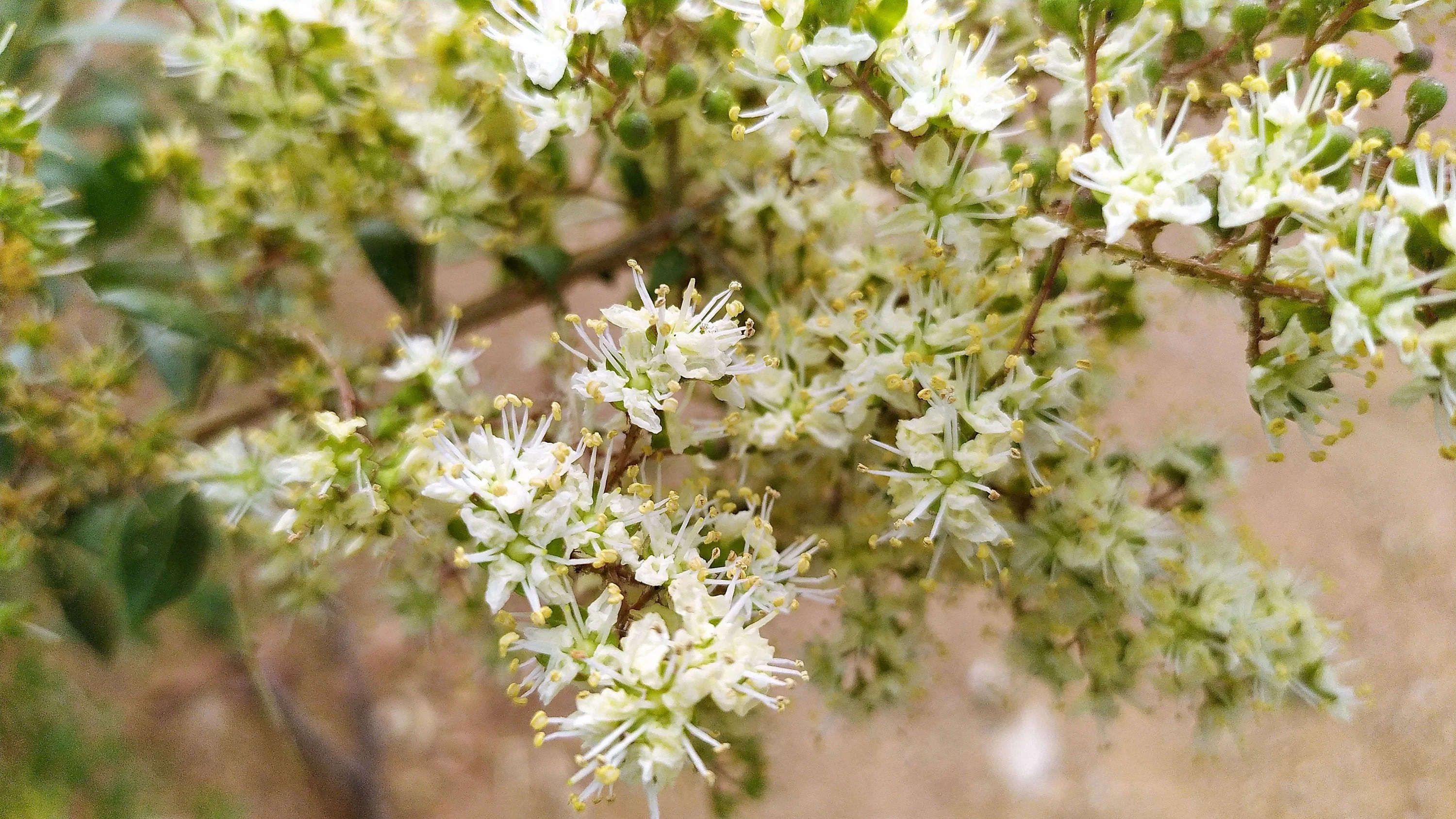 40 WHITE FLOWERING HENNA Tree Lawsonia Inermis var. Alba Dye Plant Tattoo Flower Seeds - Image 9