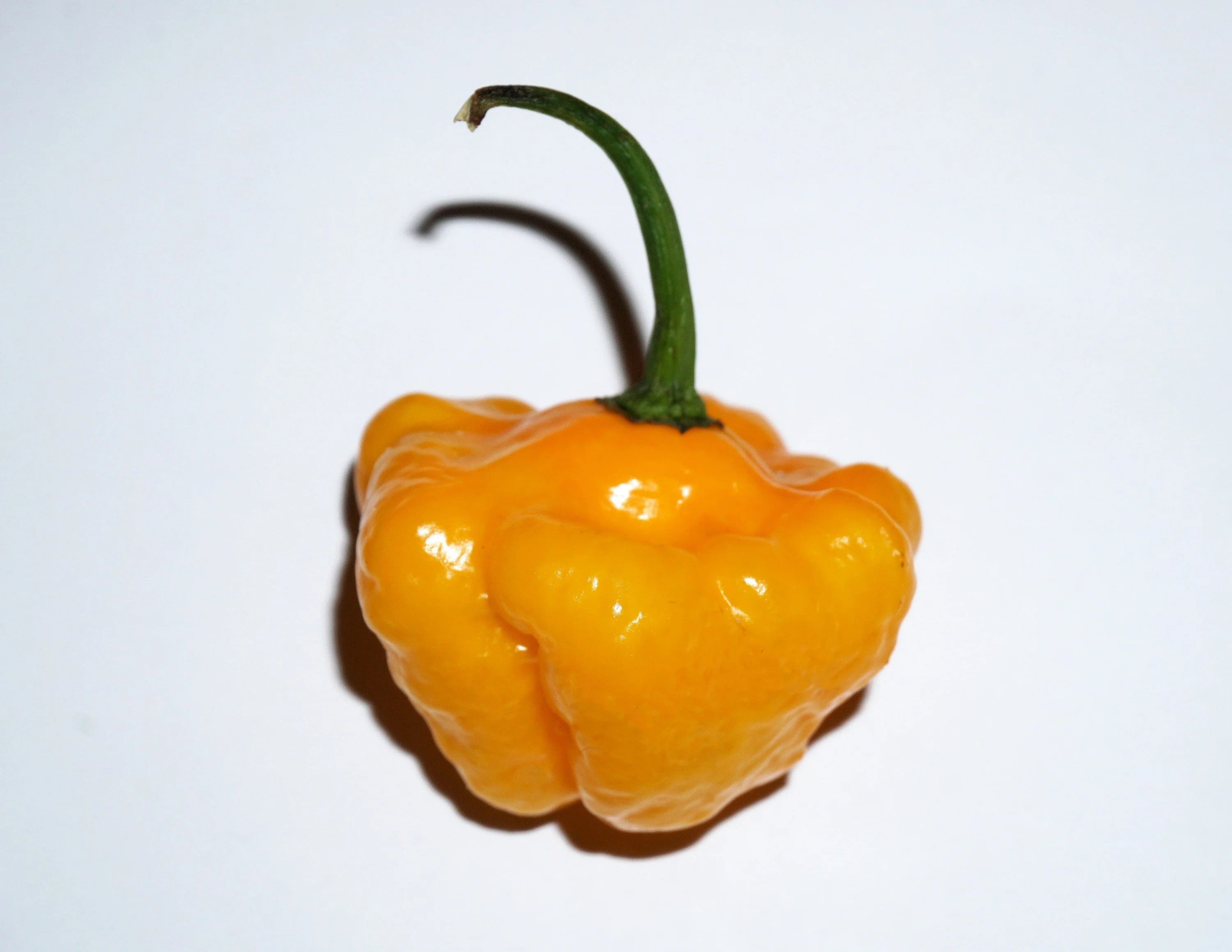 40 Yellow JAMAICAN HOT PEPPER Capsicum Annuum Scotch Bonnet Vegetable Seeds - Image 2