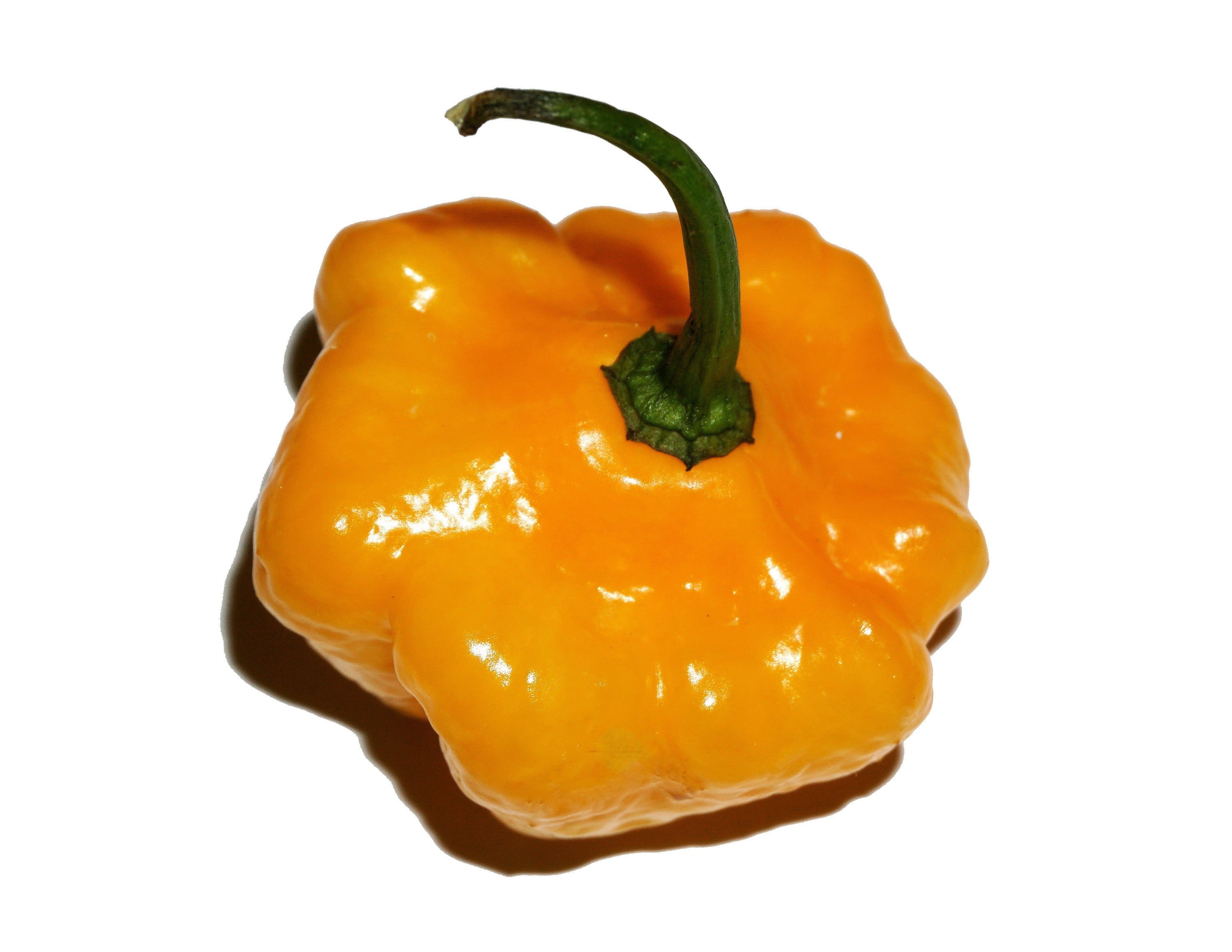40 Yellow JAMAICAN HOT PEPPER Capsicum Annuum Scotch Bonnet Vegetable Seeds - Image 3