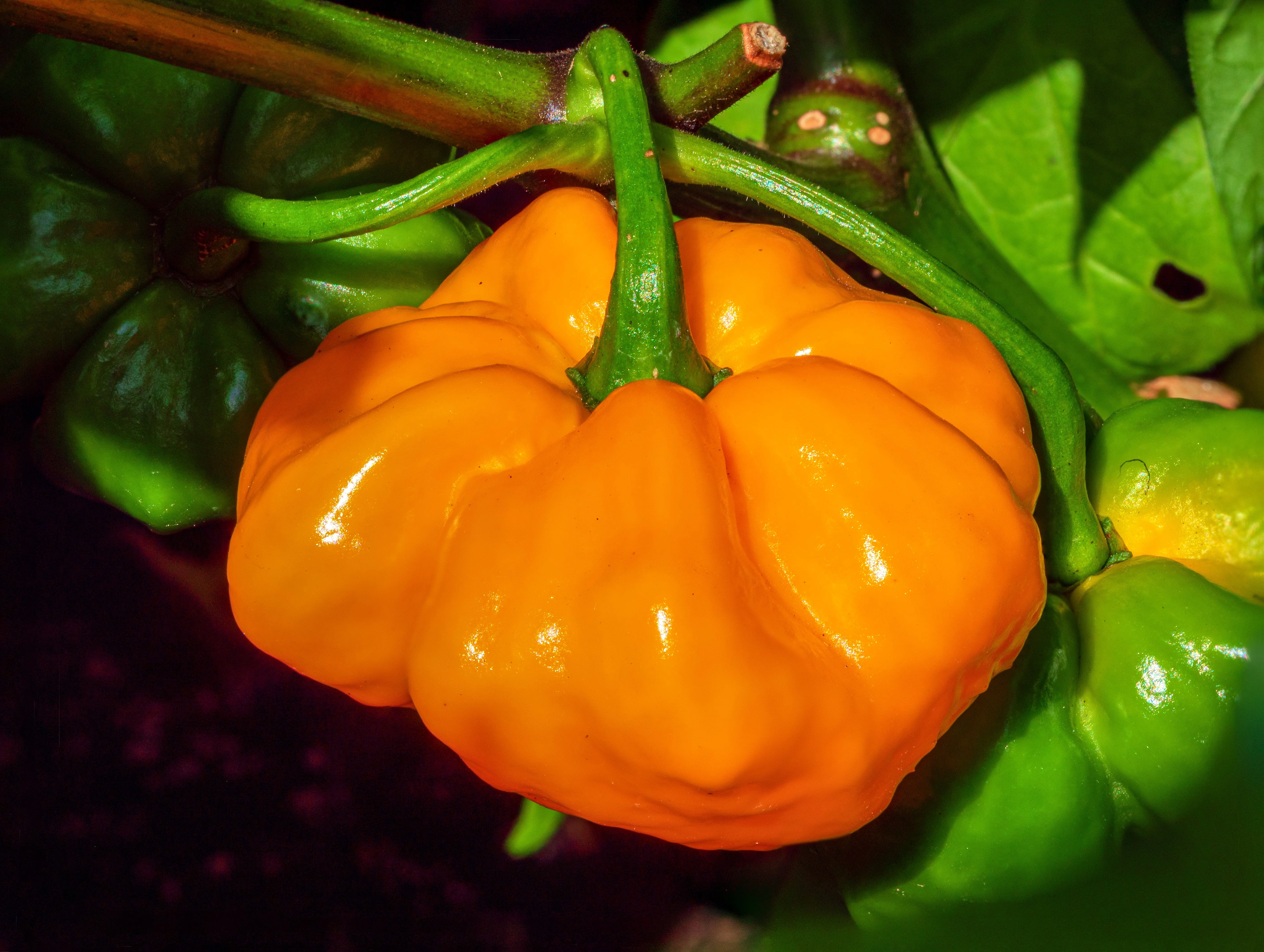 40 Yellow JAMAICAN HOT PEPPER Capsicum Annuum Scotch Bonnet Vegetable Seeds - Image 5