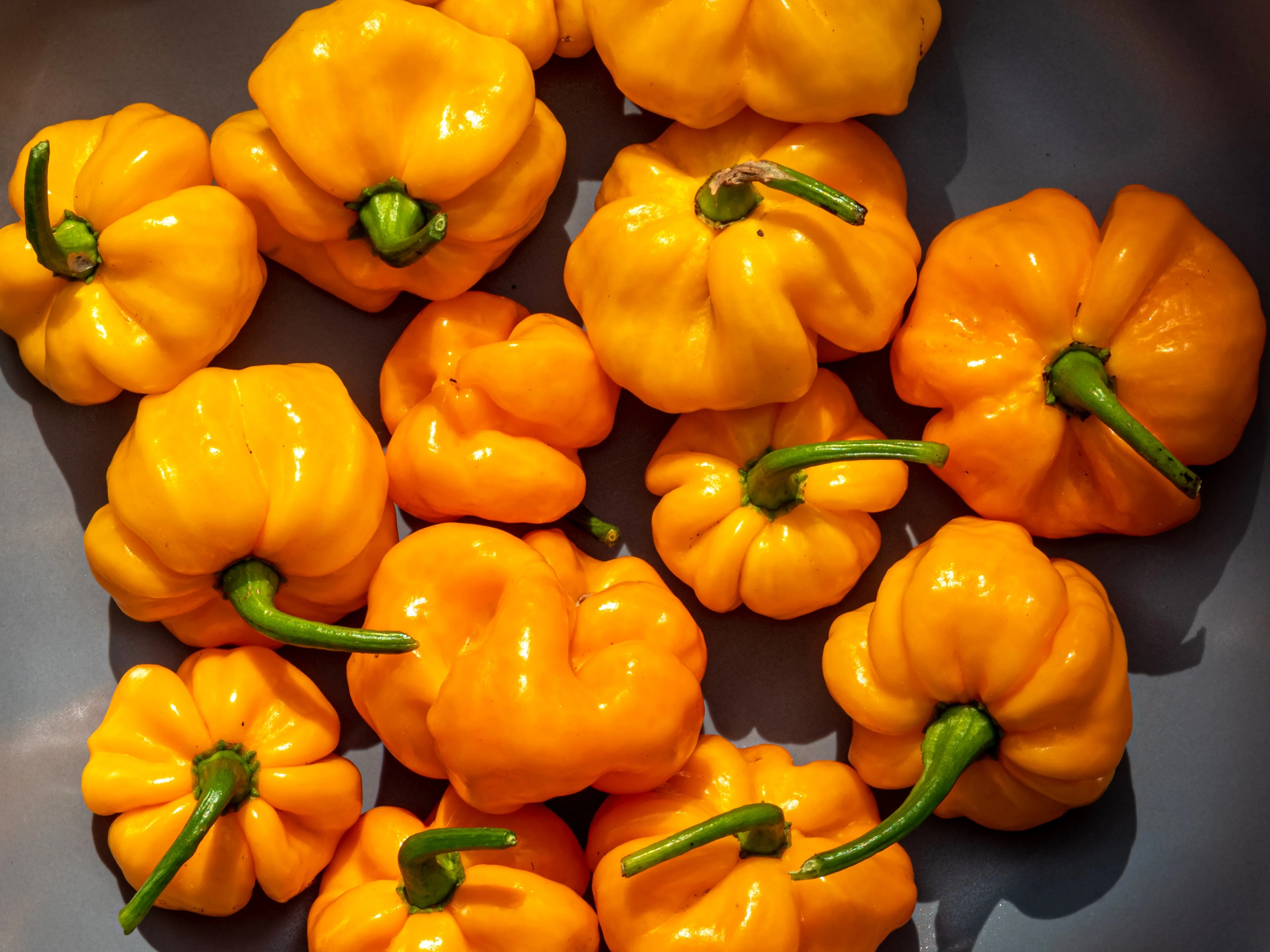 40 Yellow JAMAICAN HOT PEPPER Capsicum Annuum Scotch Bonnet Vegetable Seeds - Image 6