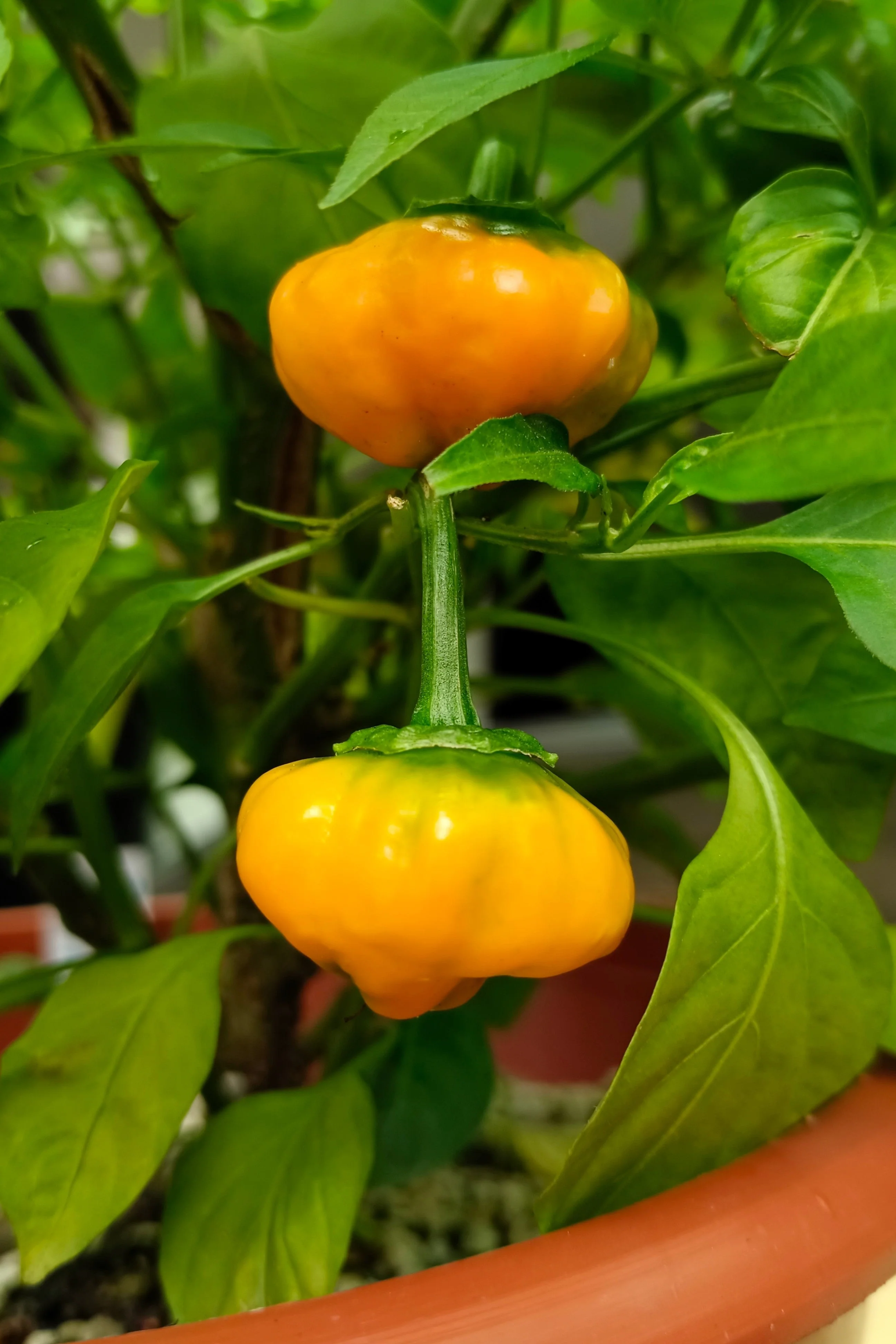 40 Yellow JAMAICAN HOT PEPPER Capsicum Annuum Scotch Bonnet Vegetable Seeds - Image 8