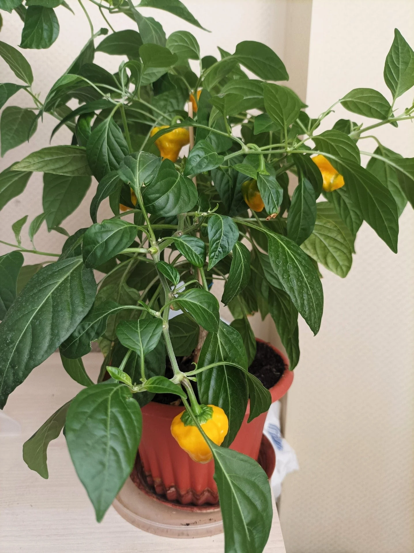 40 Yellow SCOTCH BONNET PEPPER very hot Jamaican Capsicum Annuum Vegetable Seeds - Image 2