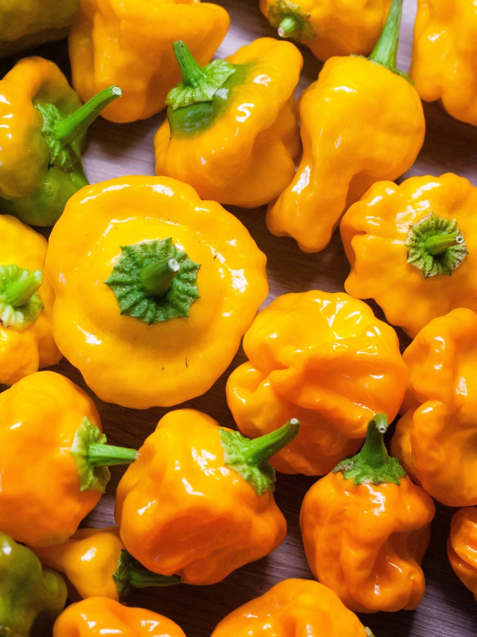 40 Yellow SCOTCH BONNET PEPPER very hot Jamaican Capsicum Annuum Vegetable Seeds - Image 3