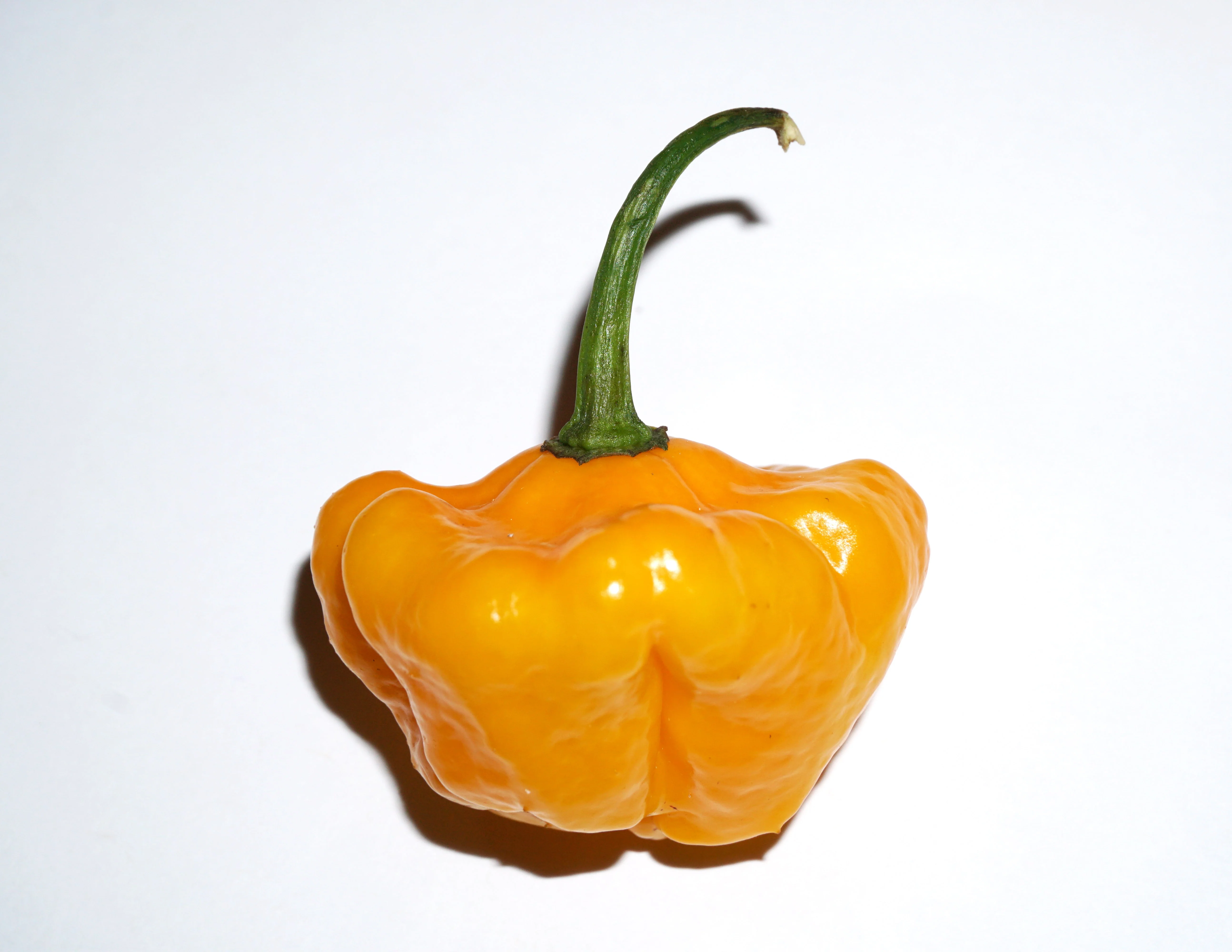 40 Yellow SCOTCH BONNET PEPPER very hot Jamaican Capsicum Annuum Vegetable Seeds - Image 5